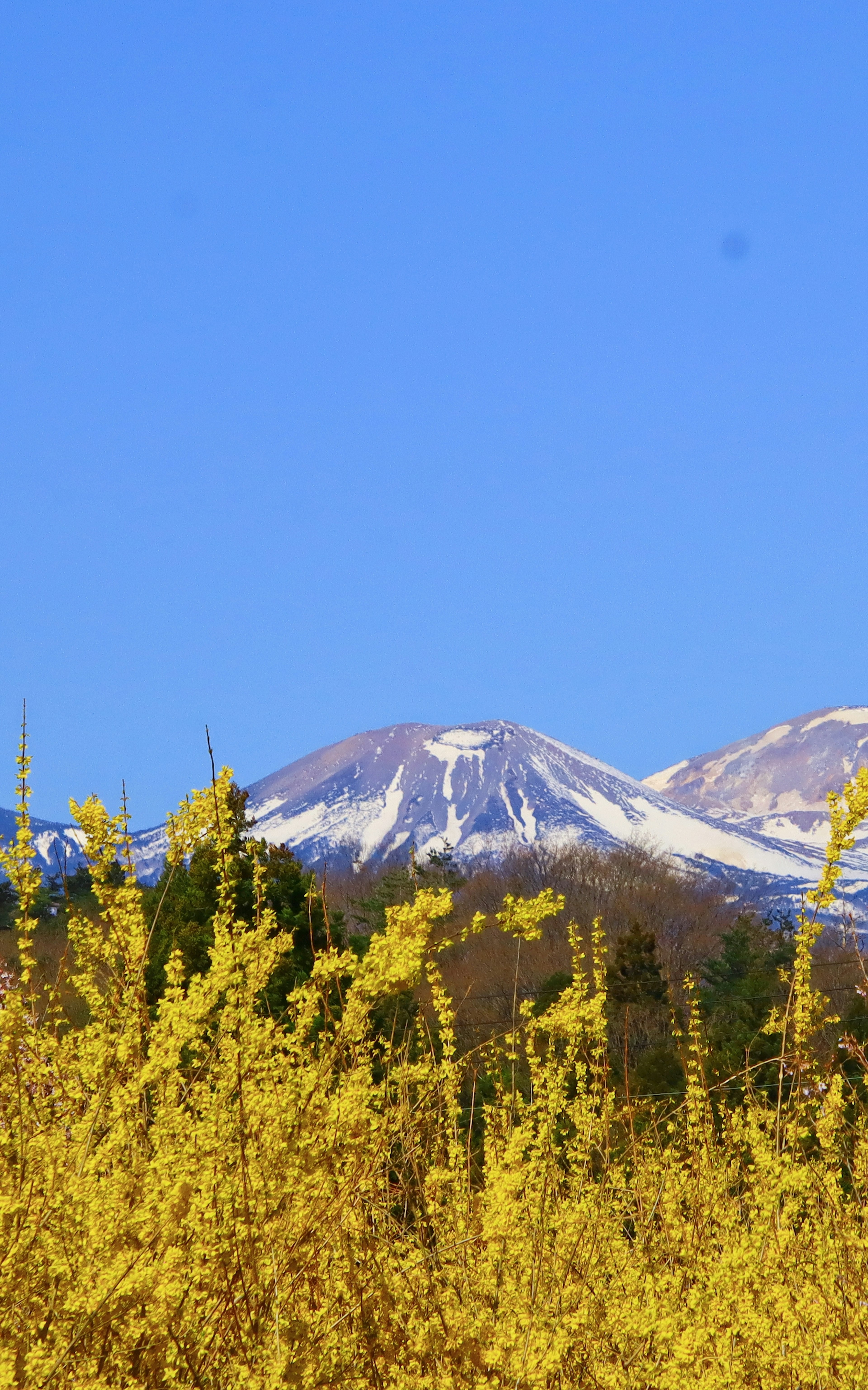 Schneebedeckter Berg unter blauem Himmel mit gelbem Blumenfeld im Vordergrund