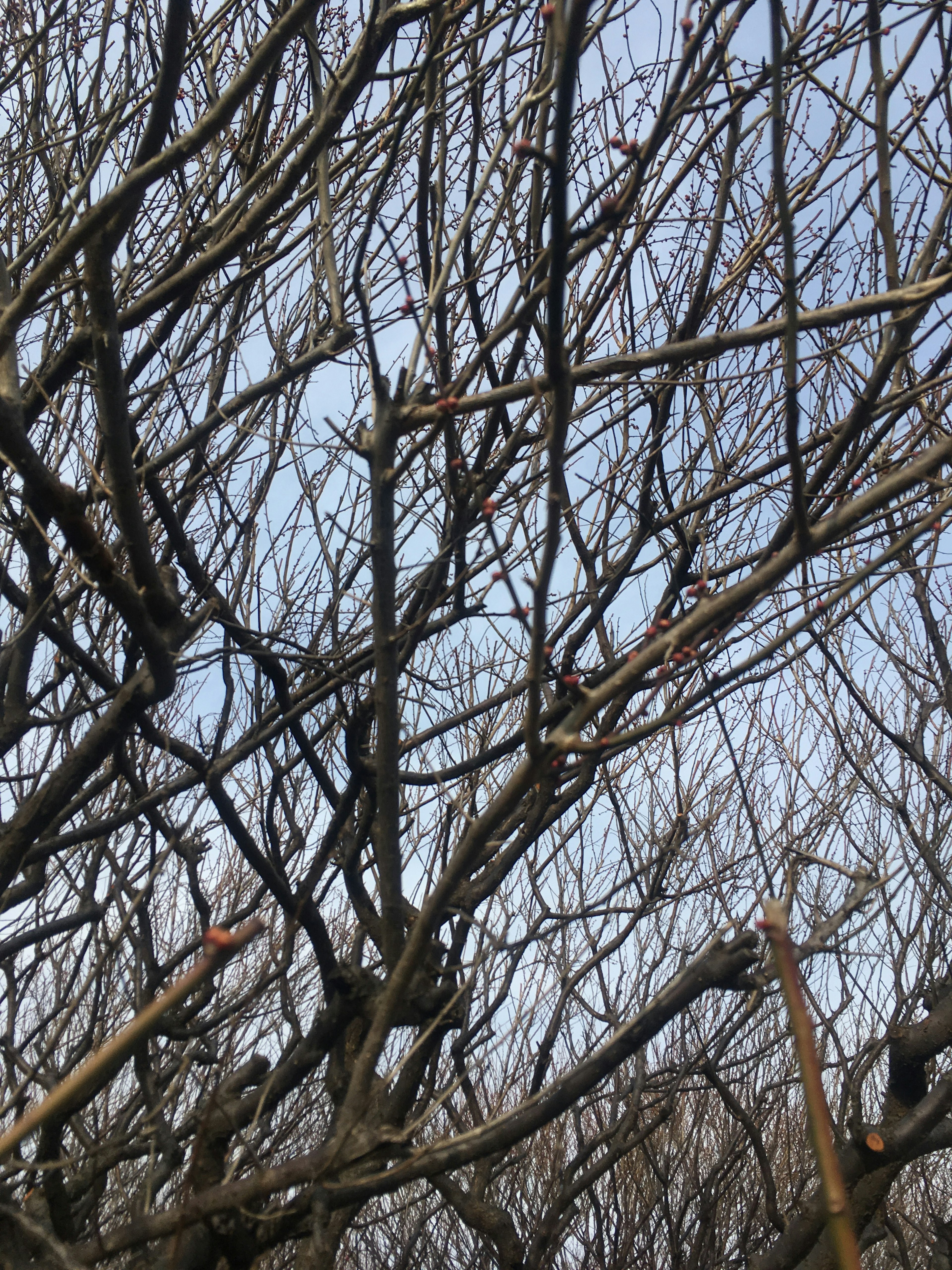 Winterbaumzweige vor blauem Himmel