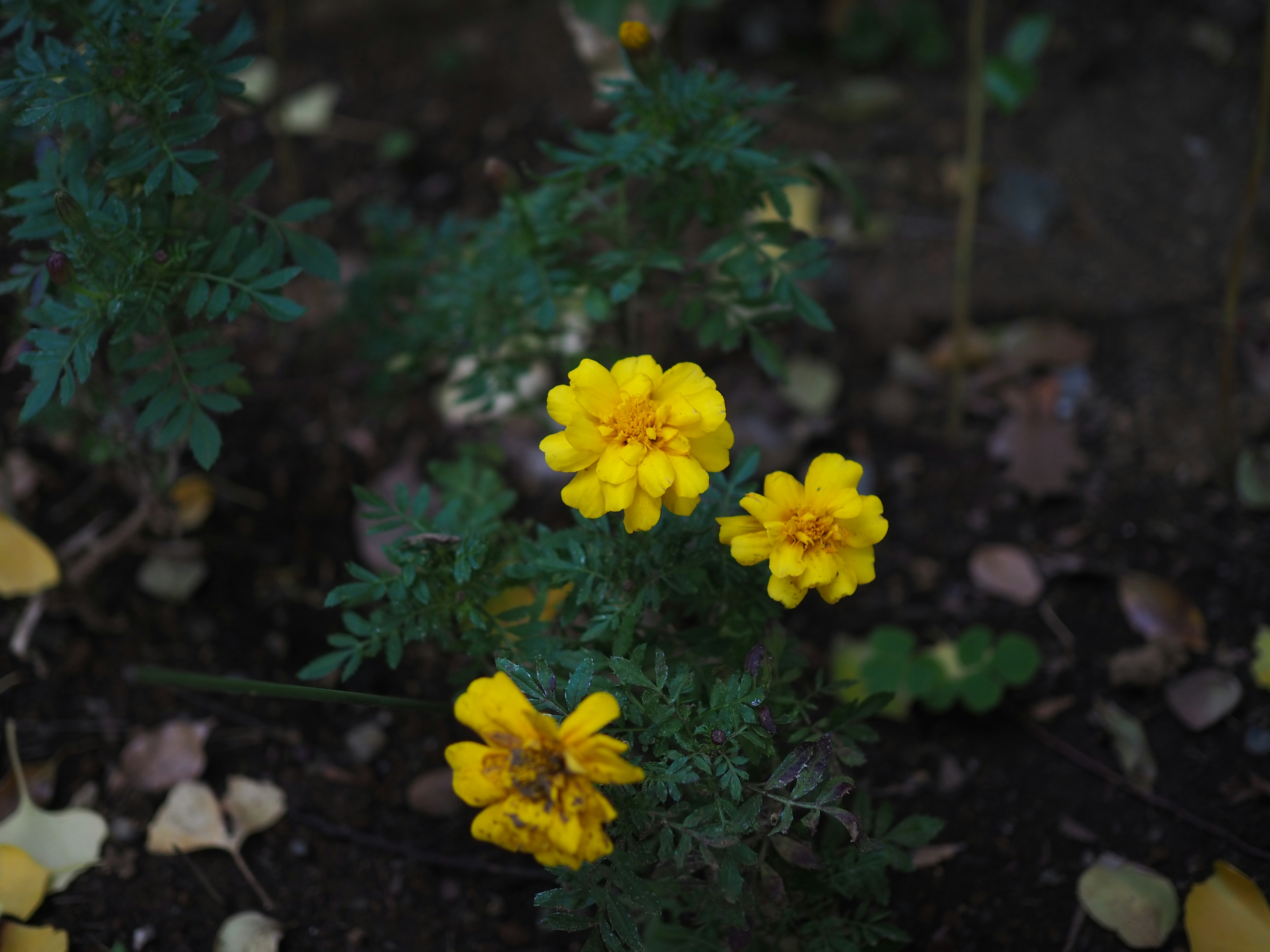 Yellow marigold flowers with lush green leaves