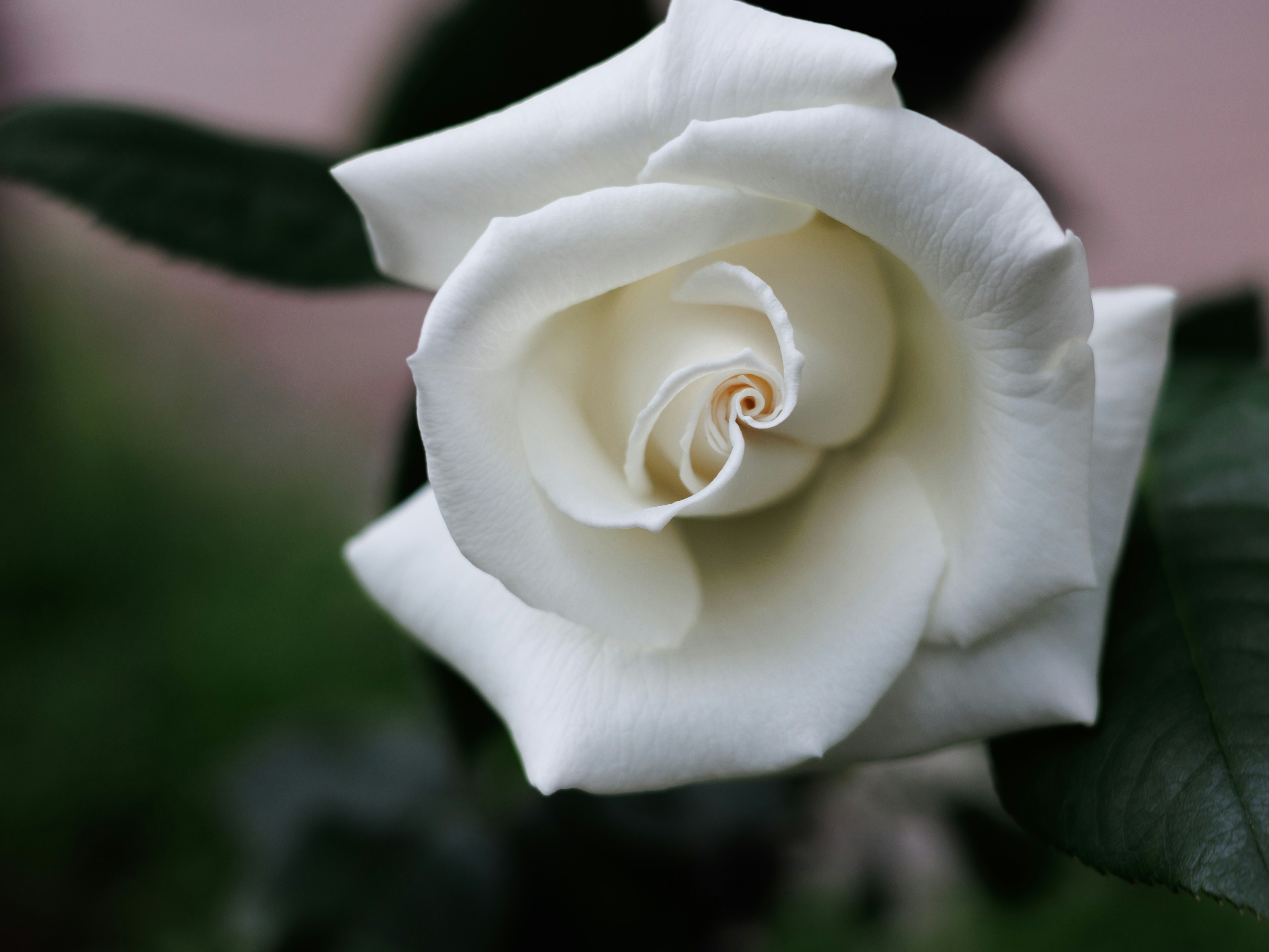 Una rosa blanca en flor con pétalos delicados