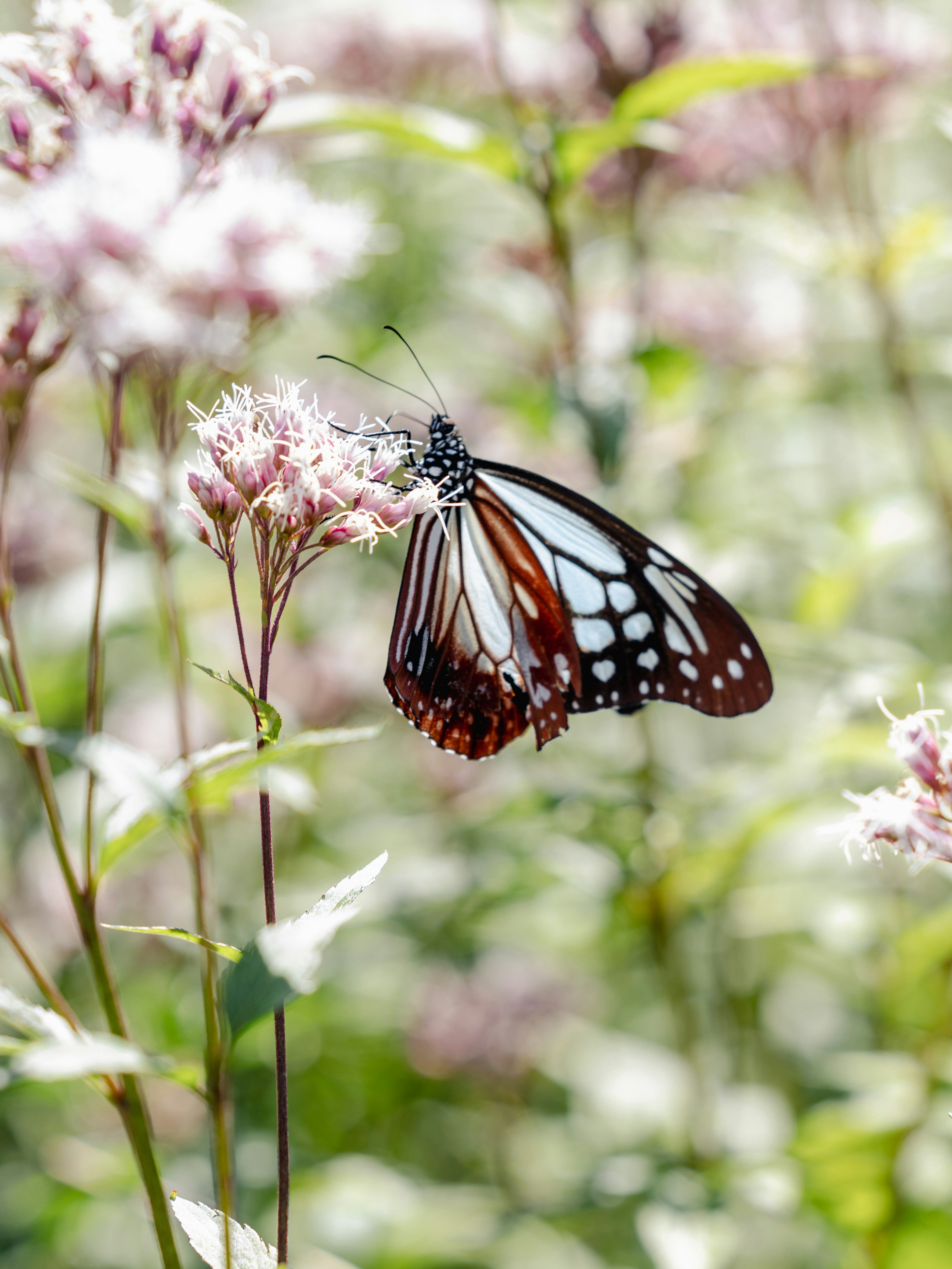 Ein Schmetterling mit weißen und roten Mustern, der auf Blumen in einer schönen Landschaft sitzt