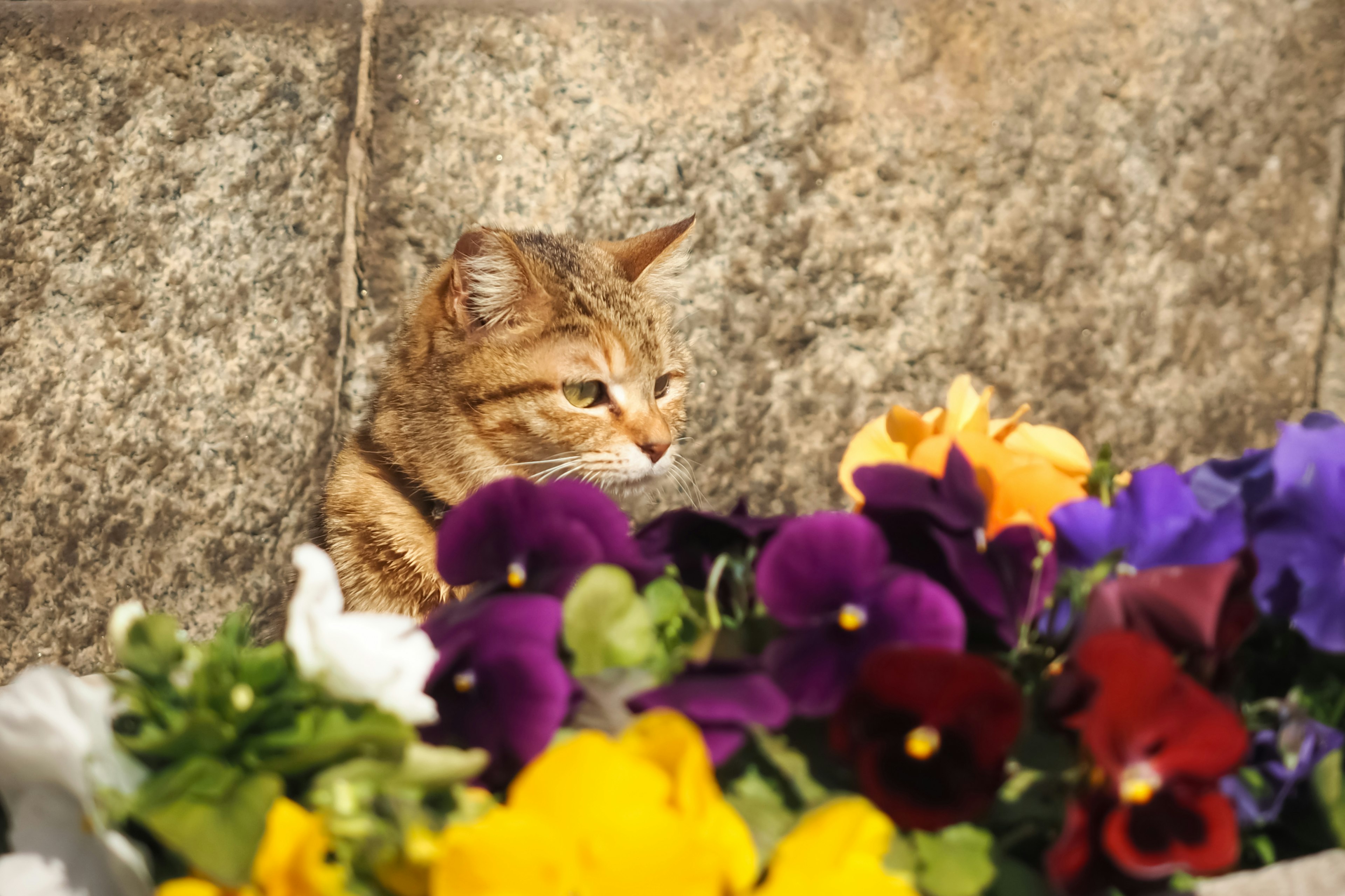 Chat brun se cachant derrière des fleurs colorées