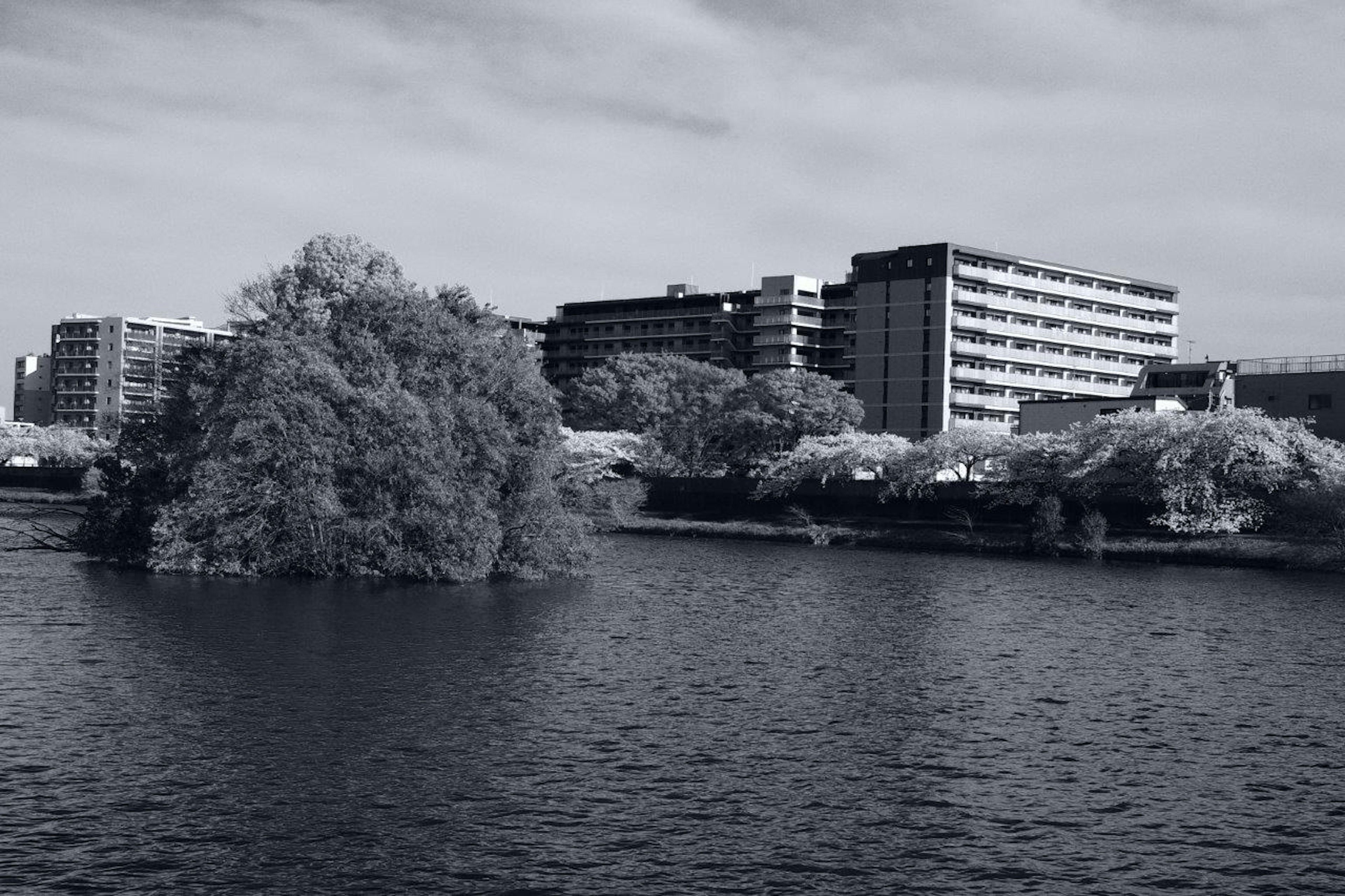 Black and white landscape featuring a tree and buildings on the water