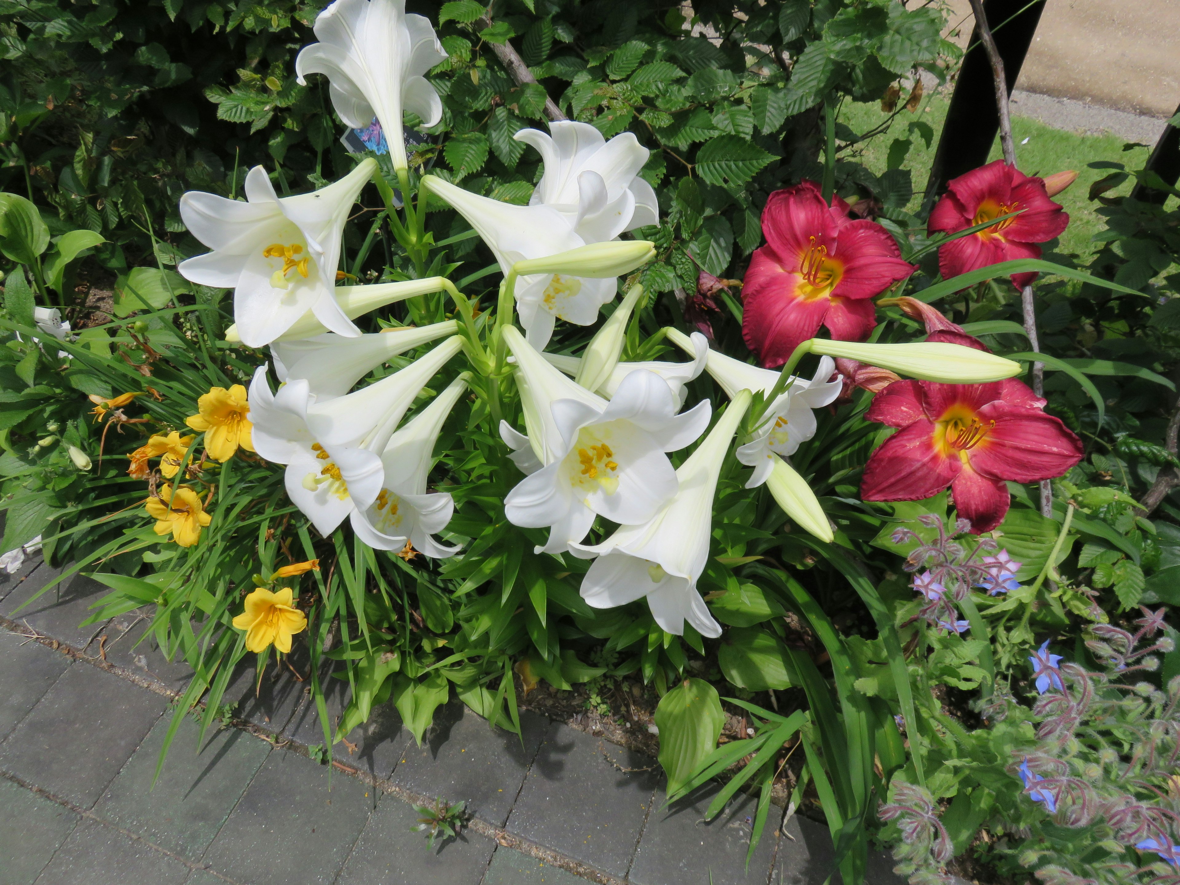 美しい白いユリと赤いヒガンバナの花が咲いている庭の景色