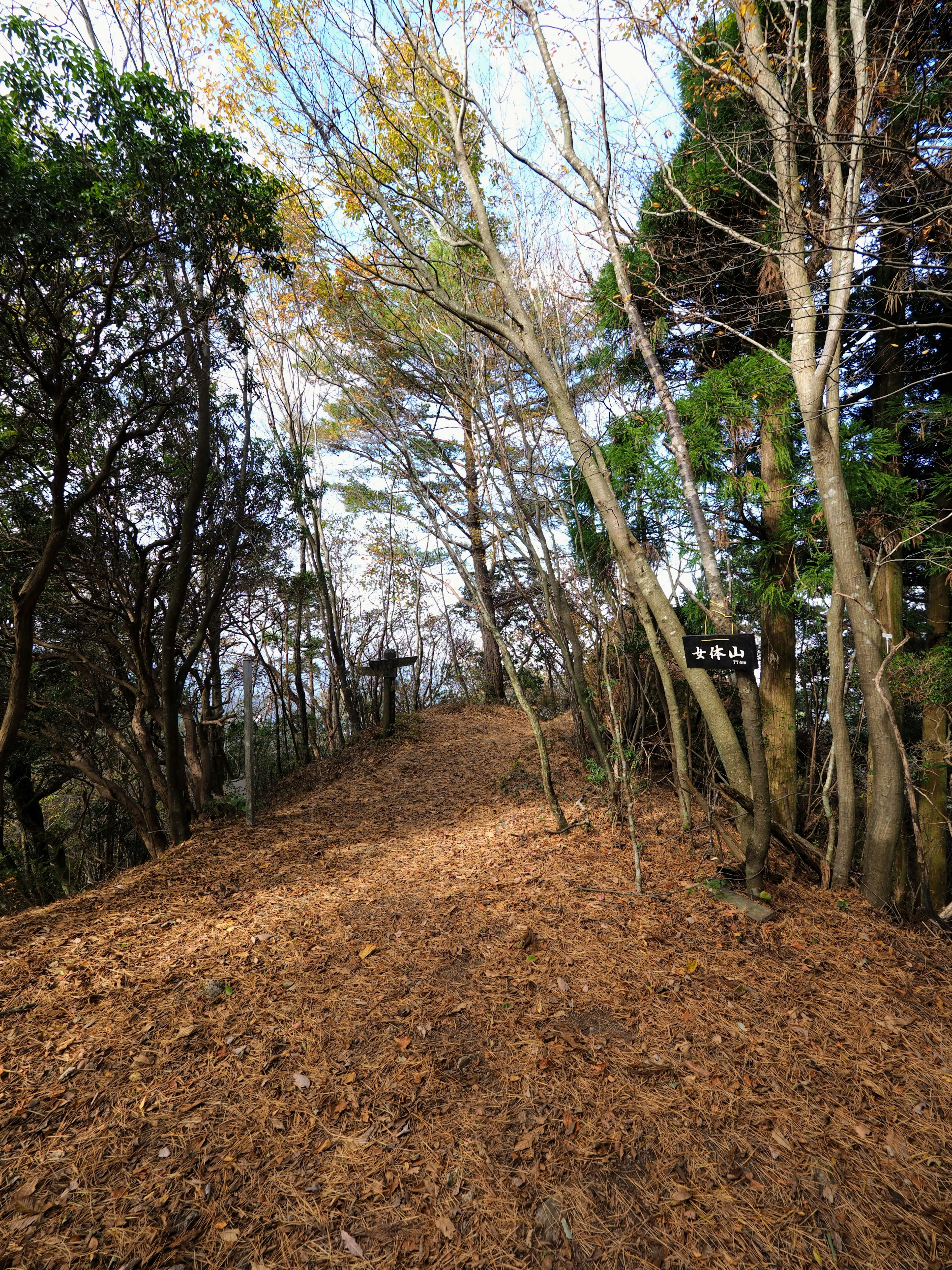 木々に囲まれた静かな小道と青空