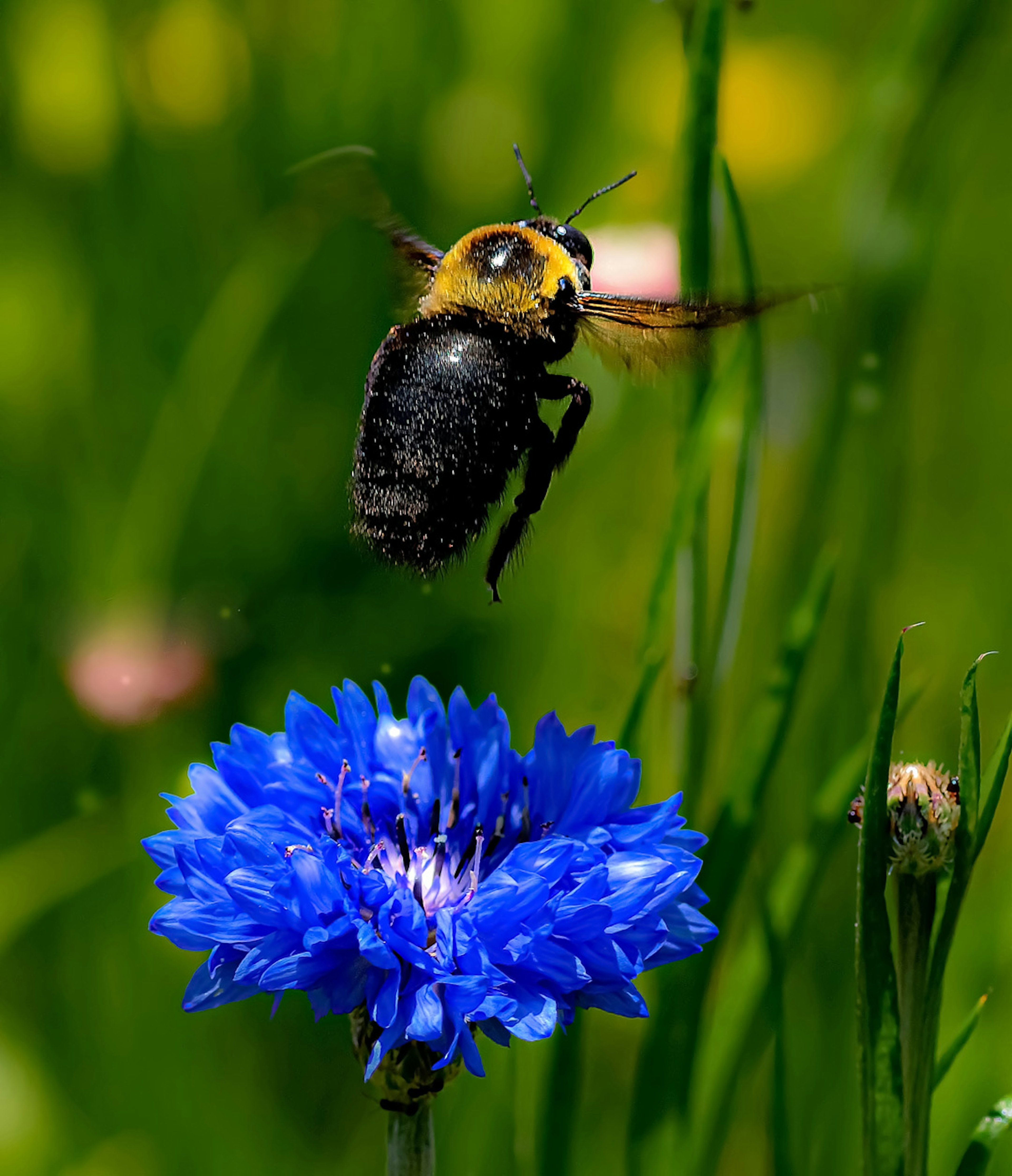 Un bourdon volant près d'une fleur bleue dans un champ vert vibrant