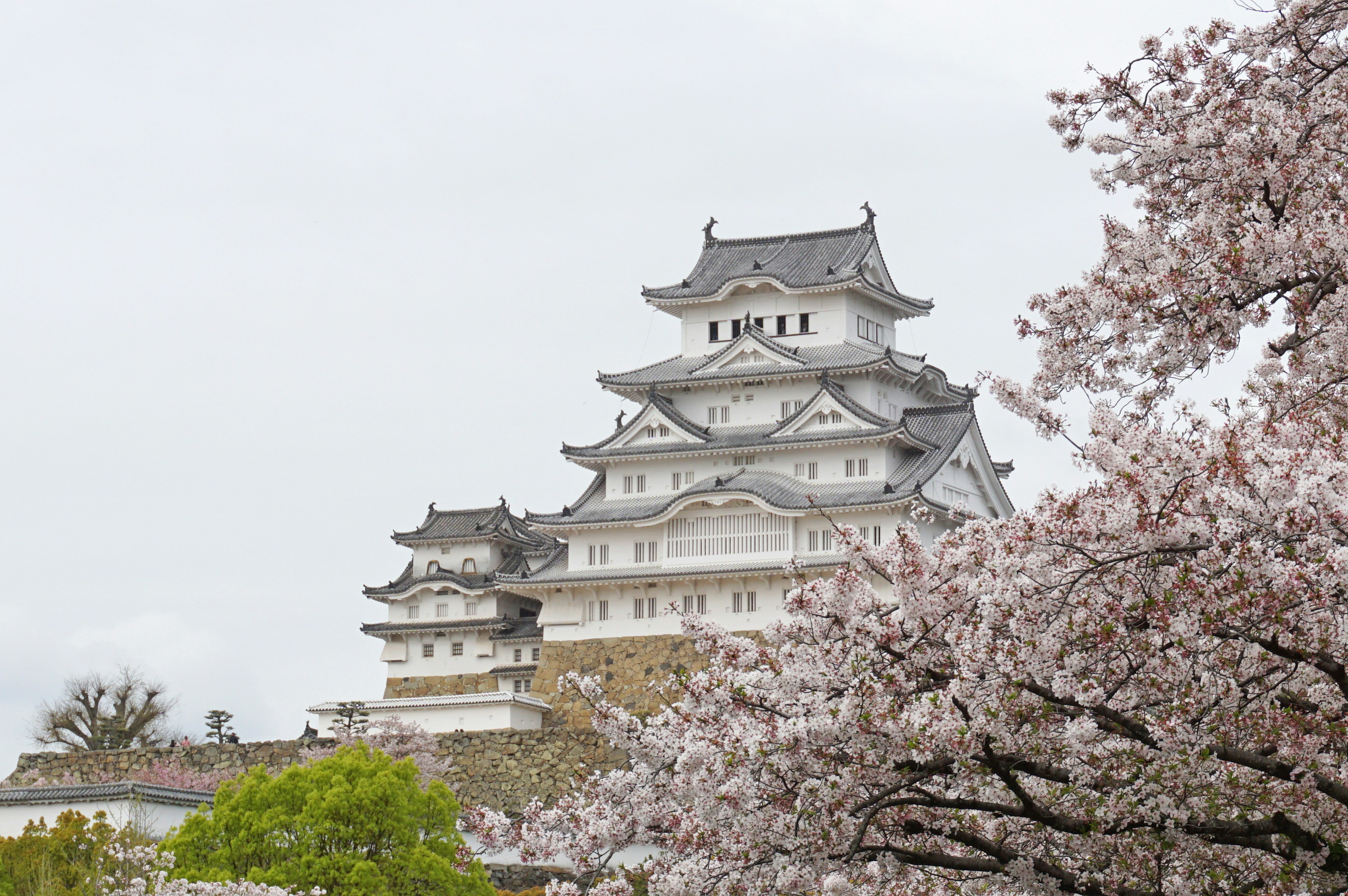 Pemandangan indah Kastil Himeji dengan bunga sakura di depan