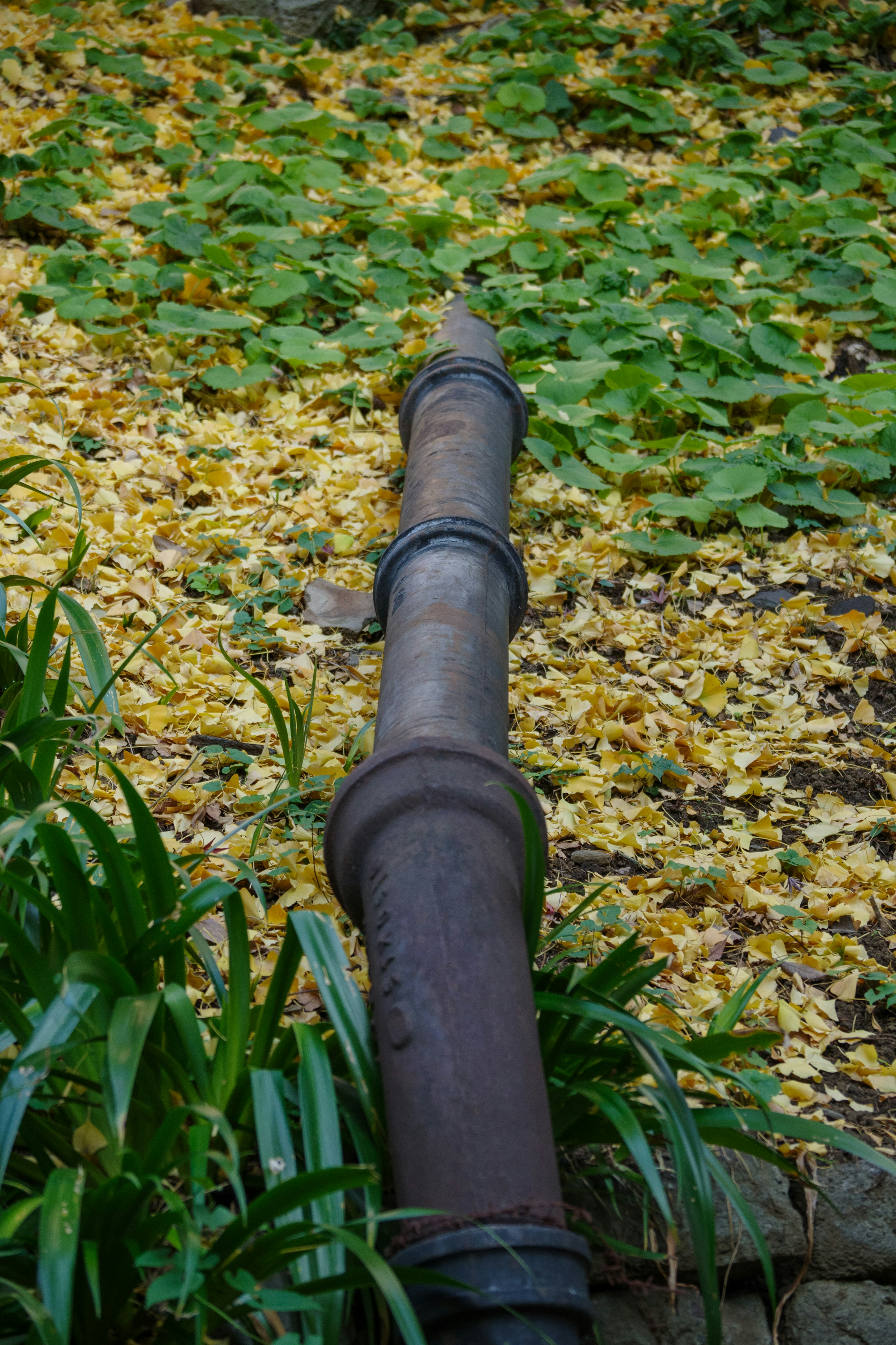 Old metal pipe surrounded by green leaves and yellow petals