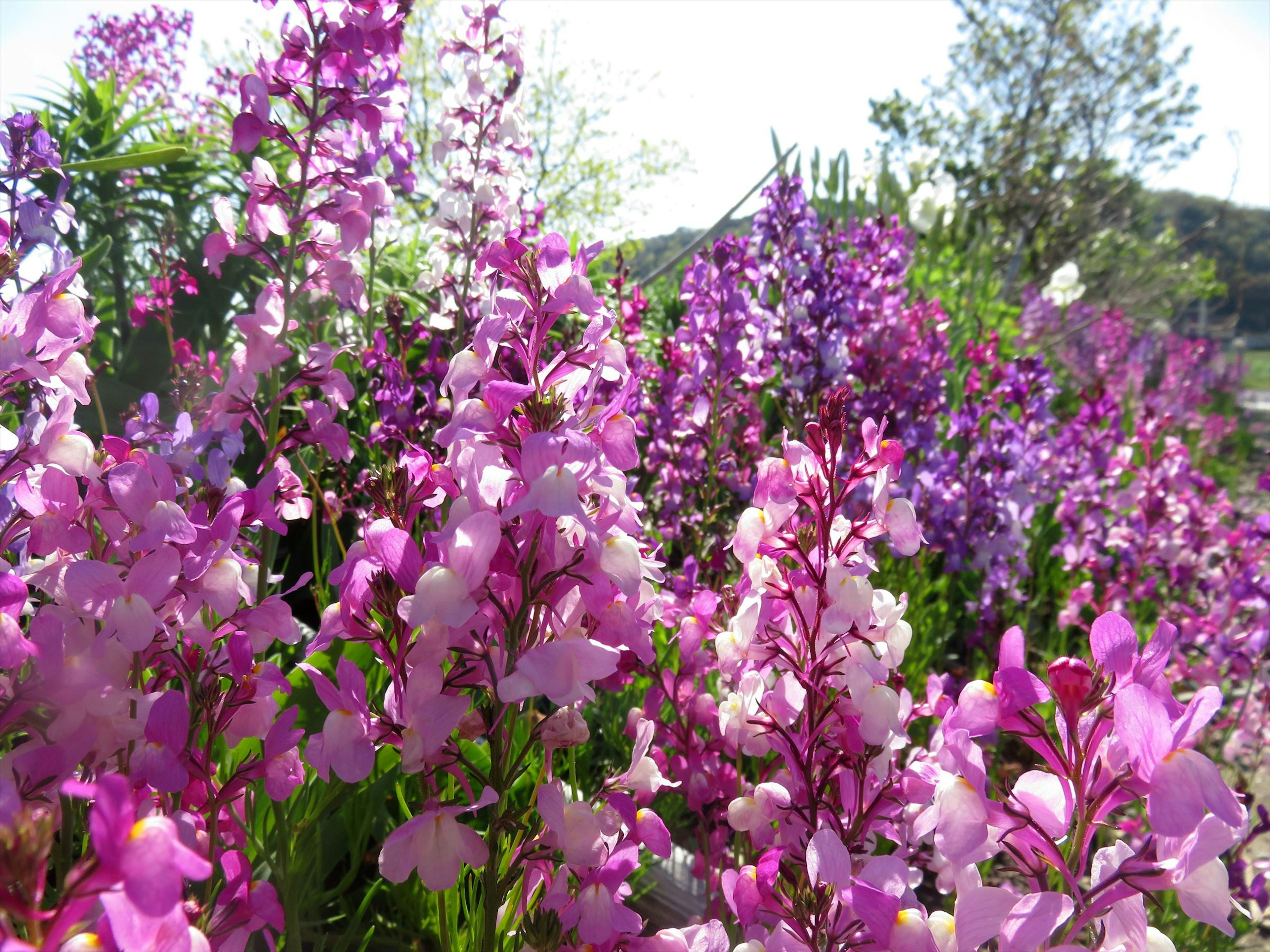 色とりどりの紫色の花々が咲いている風景