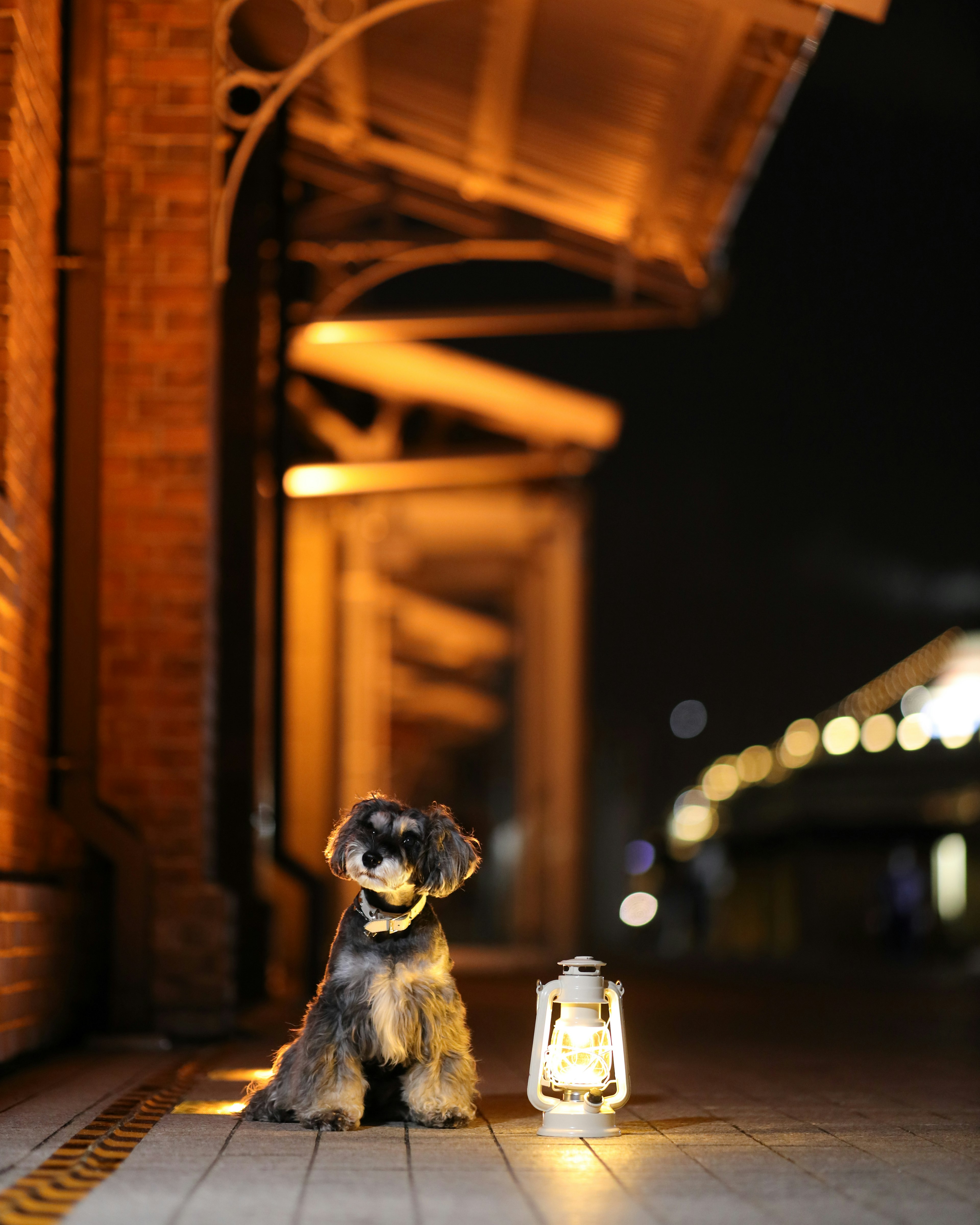 Dog sitting next to a lantern in a night setting at a station