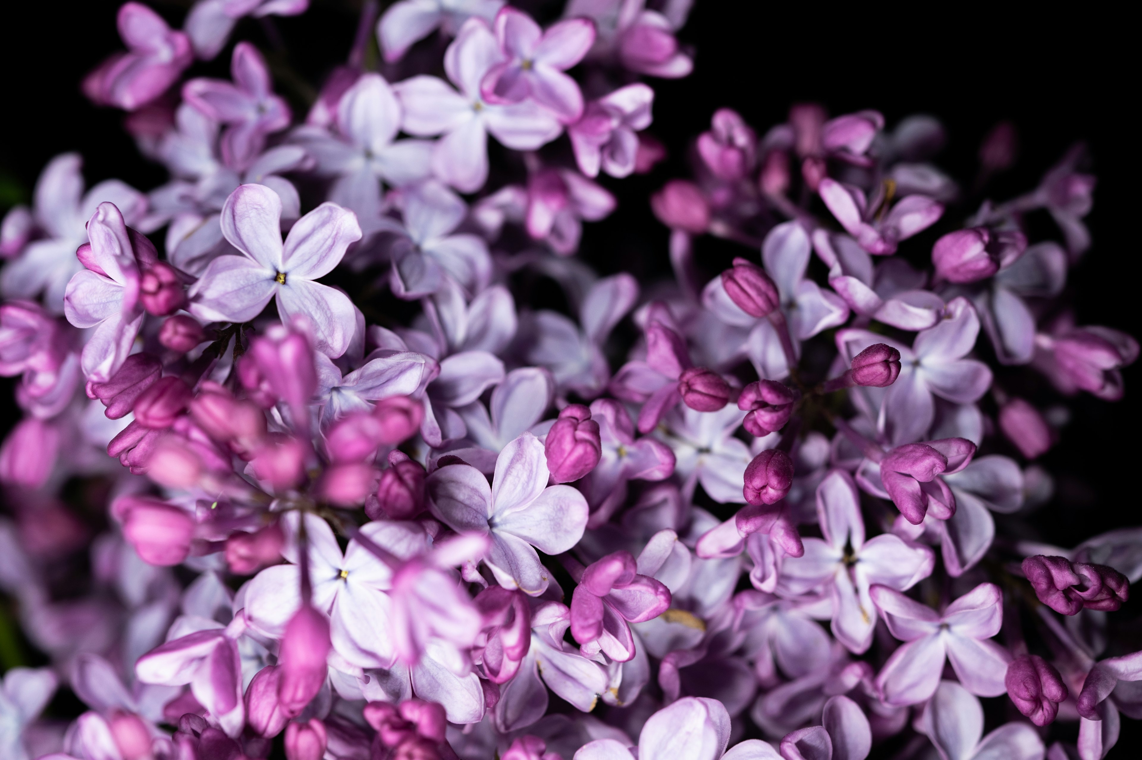 Imagen en primer plano de flores de lila en tonos morados