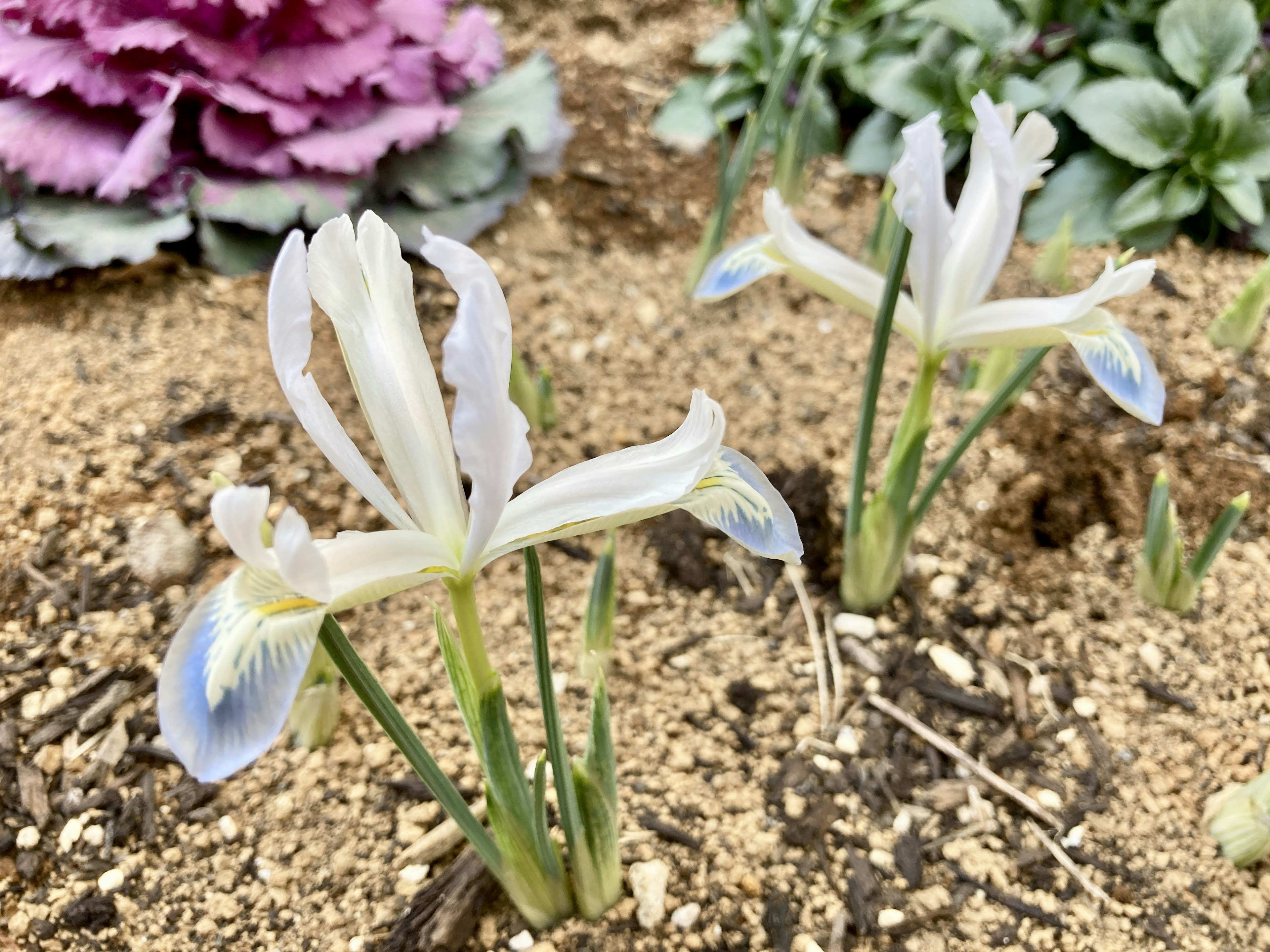 Fiori di iris bianchi con cavolo ornamentale viola sullo sfondo