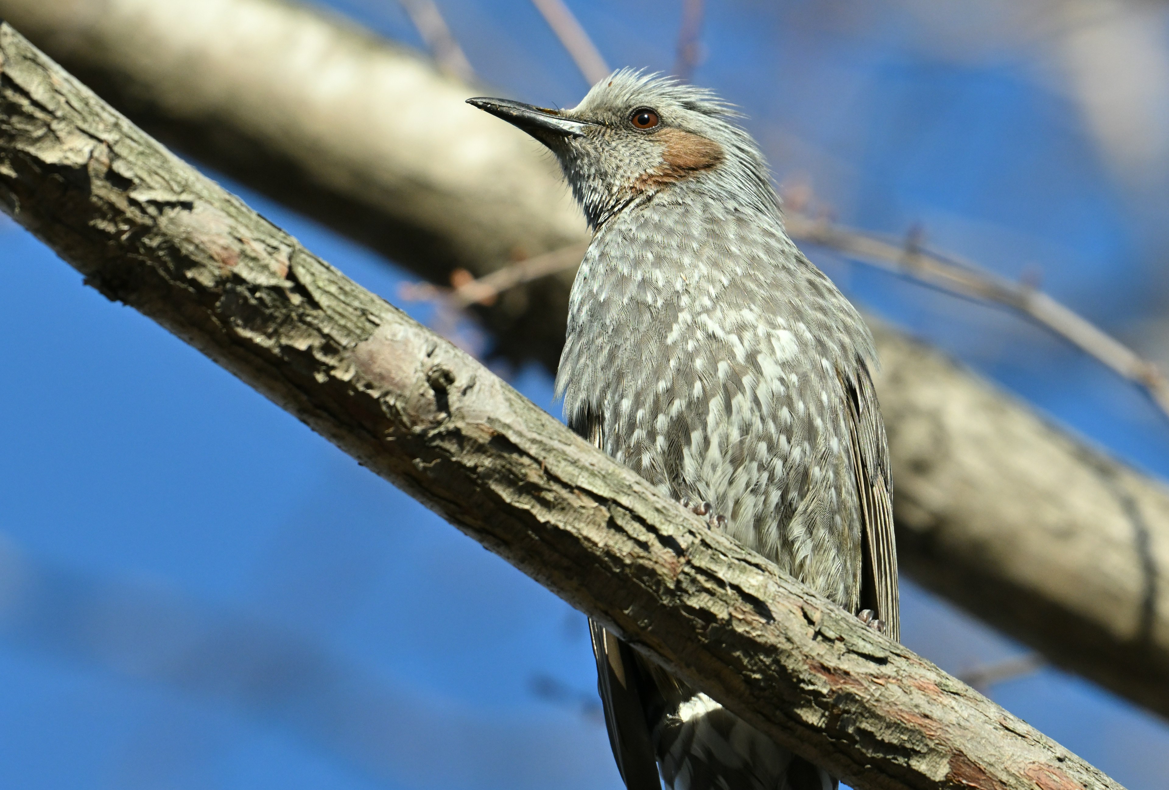 Gray bird perched on a branch against a blue sky