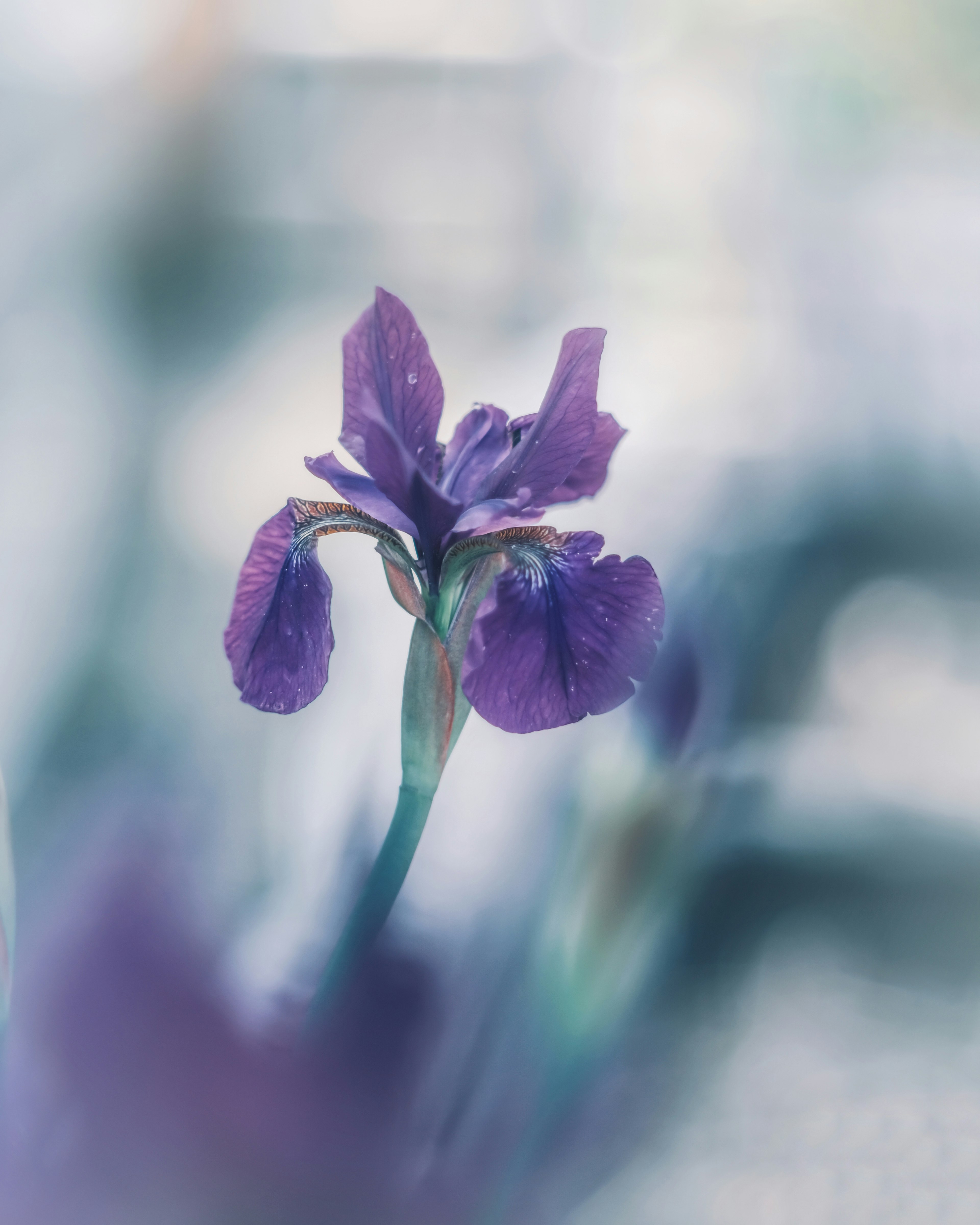 Gros plan d'une fleur d'iris violet doux avec un arrière-plan flou