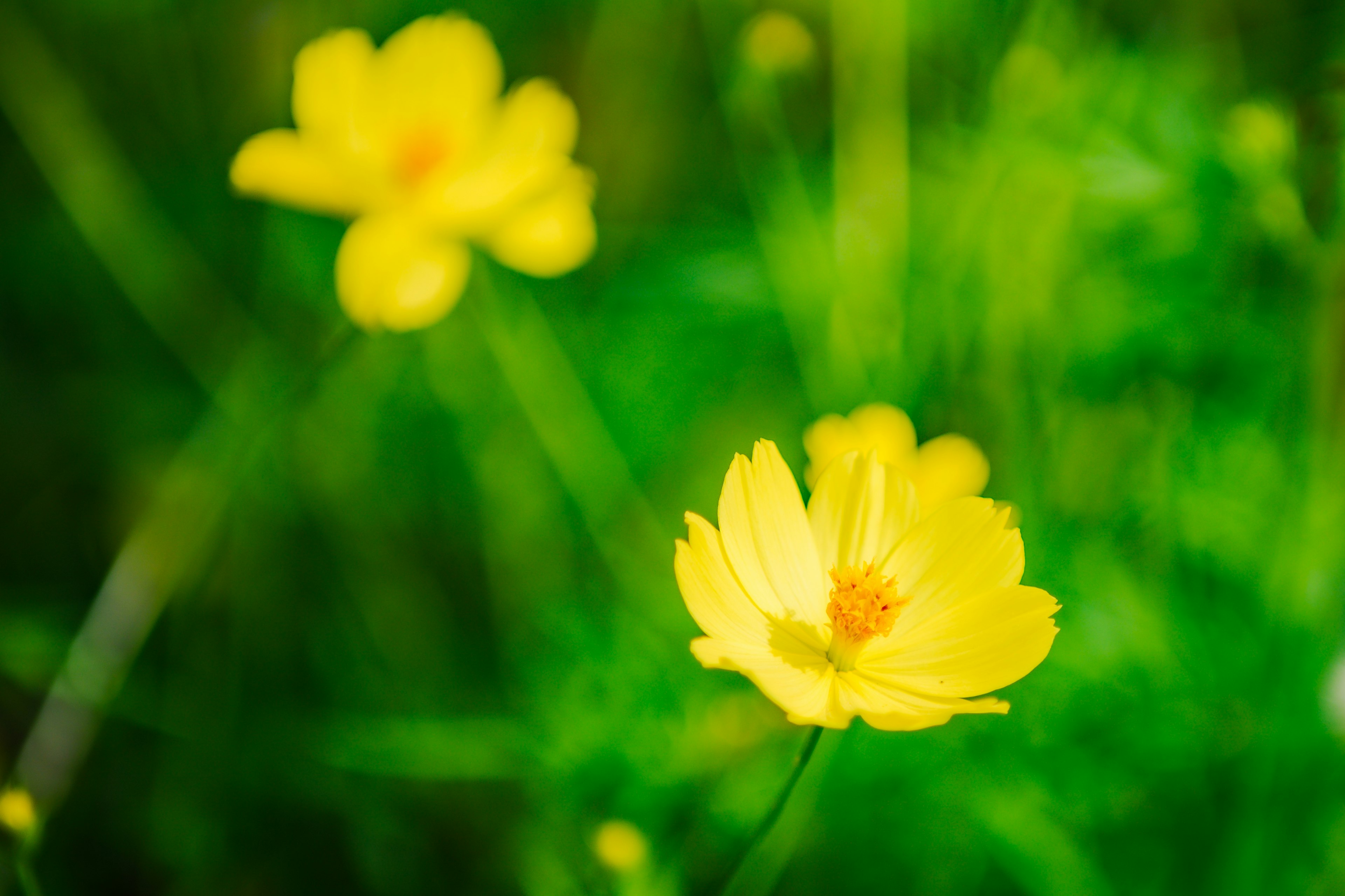 鮮やかな黄色の花と緑の背景