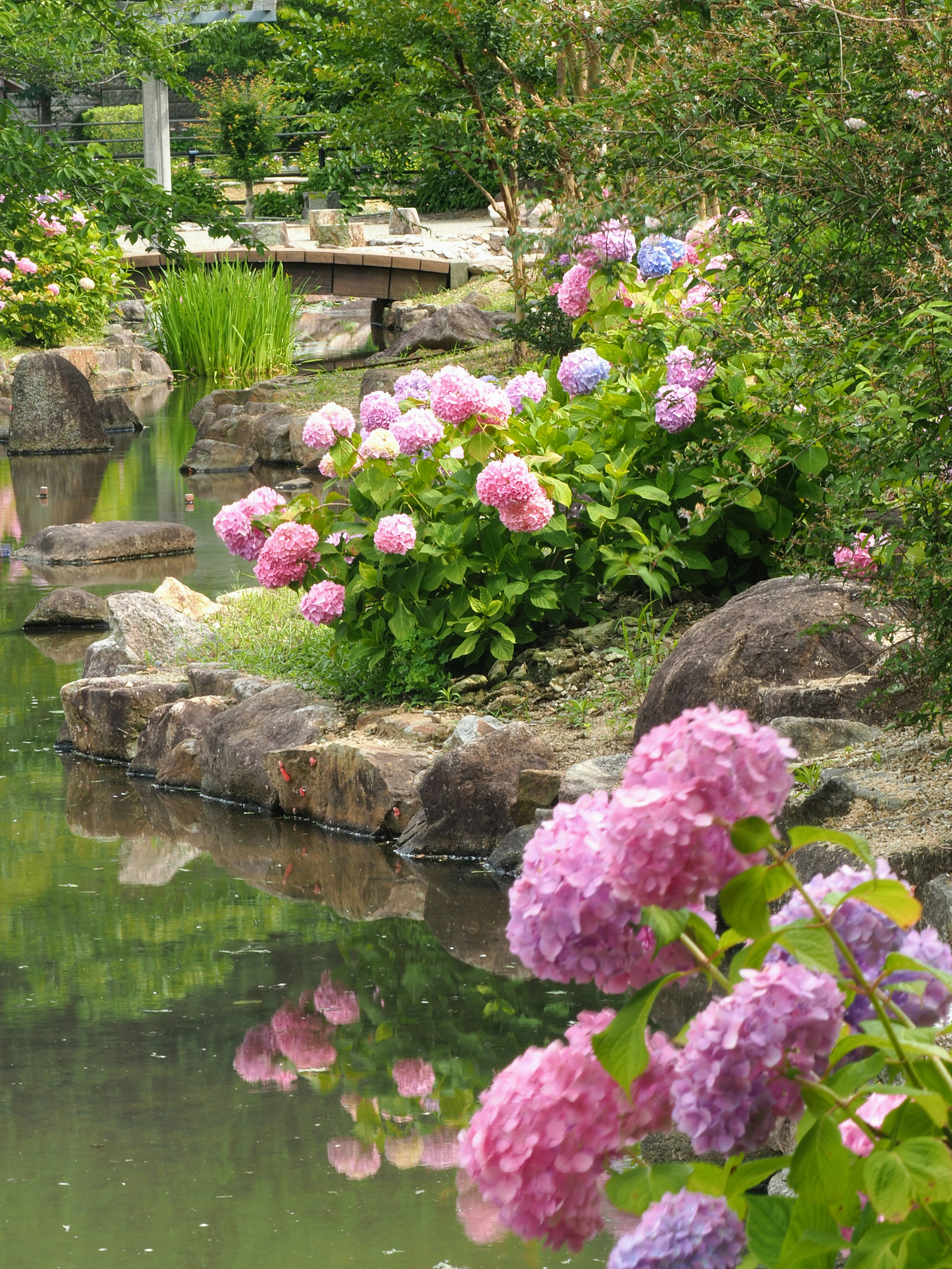 Hortensia berwarna-warni mekar di tepi kolam dengan batu dan vegetasi yang rimbun