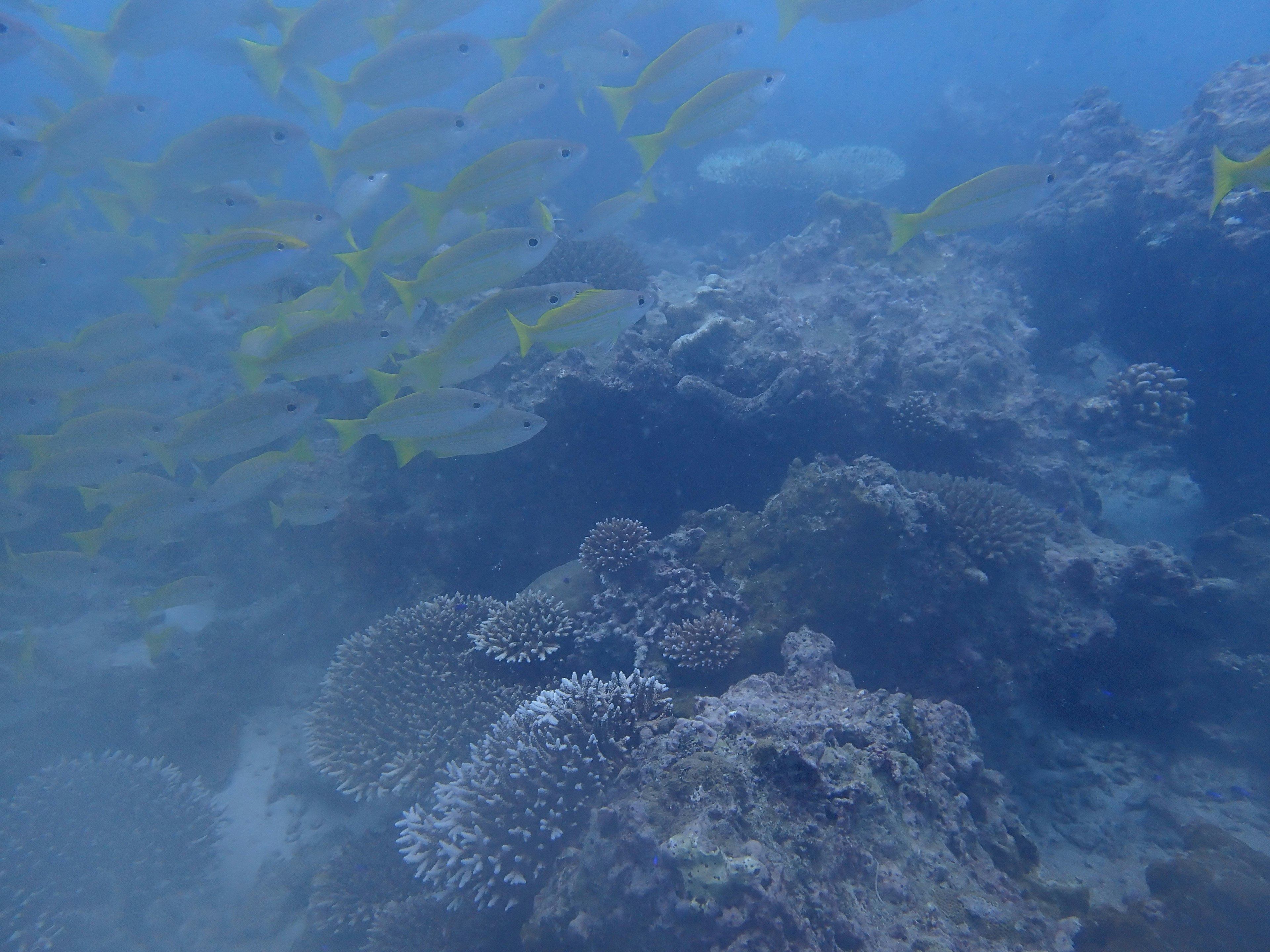 Schwarm gelber Fische schwimmt im blauen Wasser mit Korallenriff