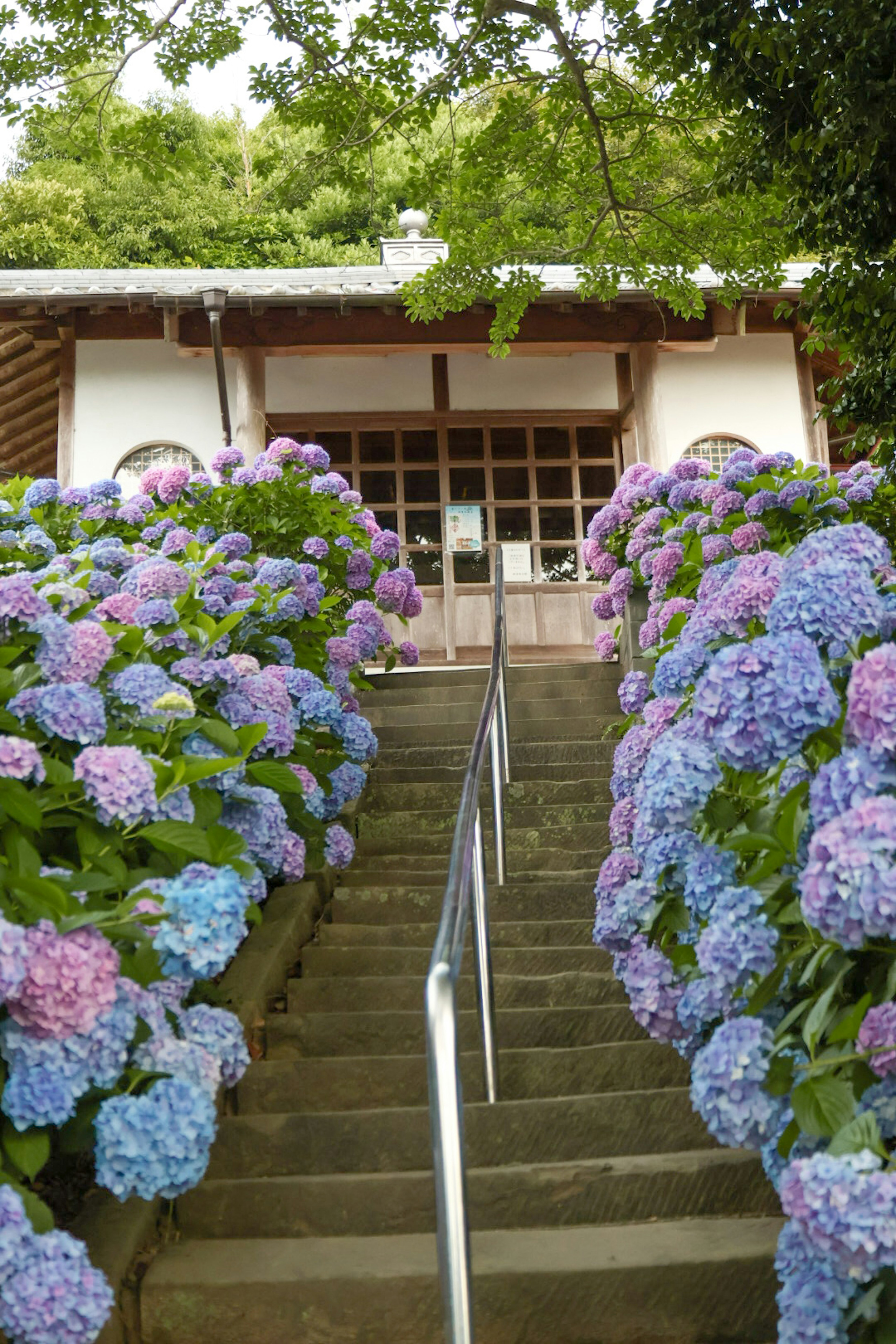 Stairs lined with blooming hydrangeas leading to a building