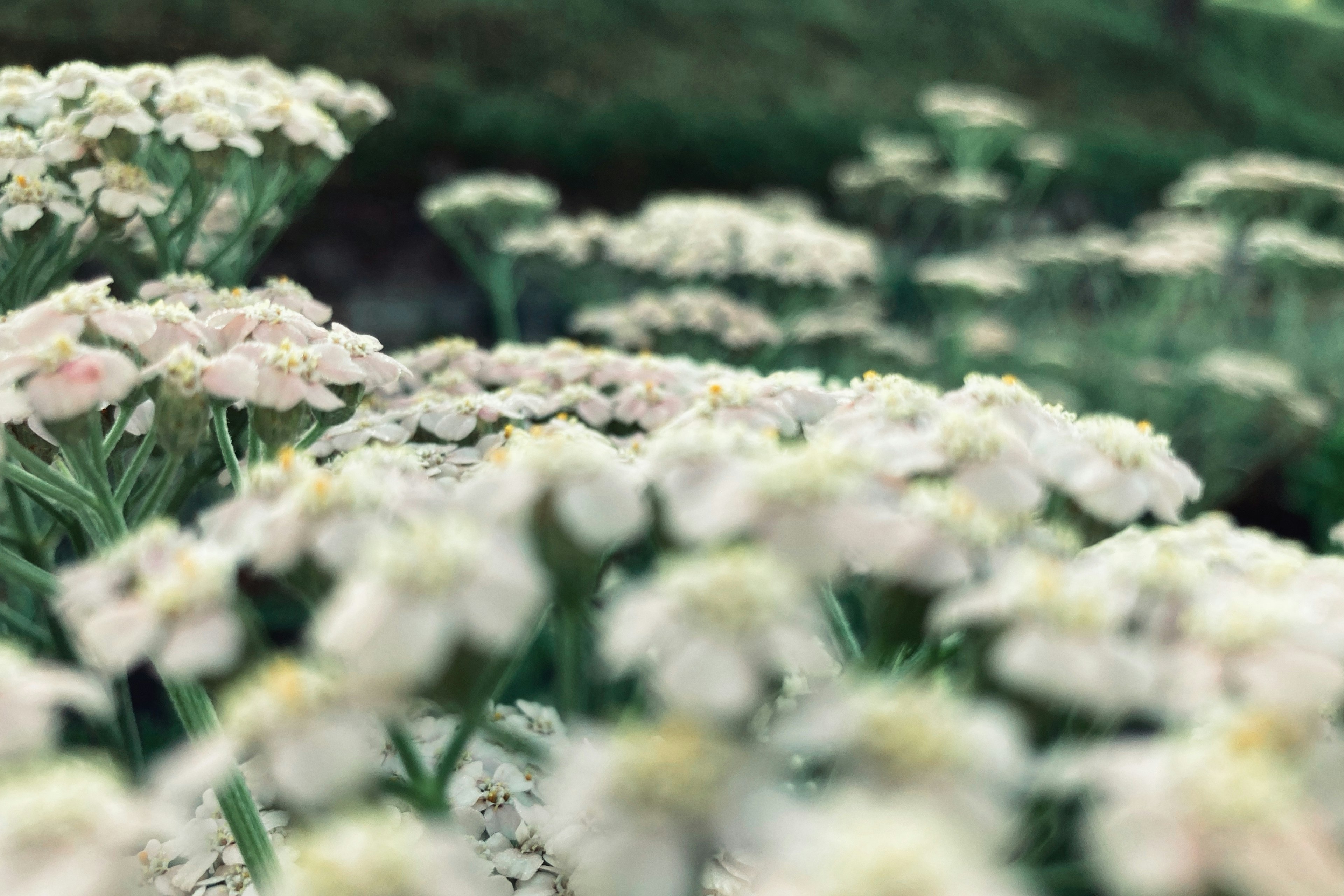 Photo floue de fleurs blanches en fleurs