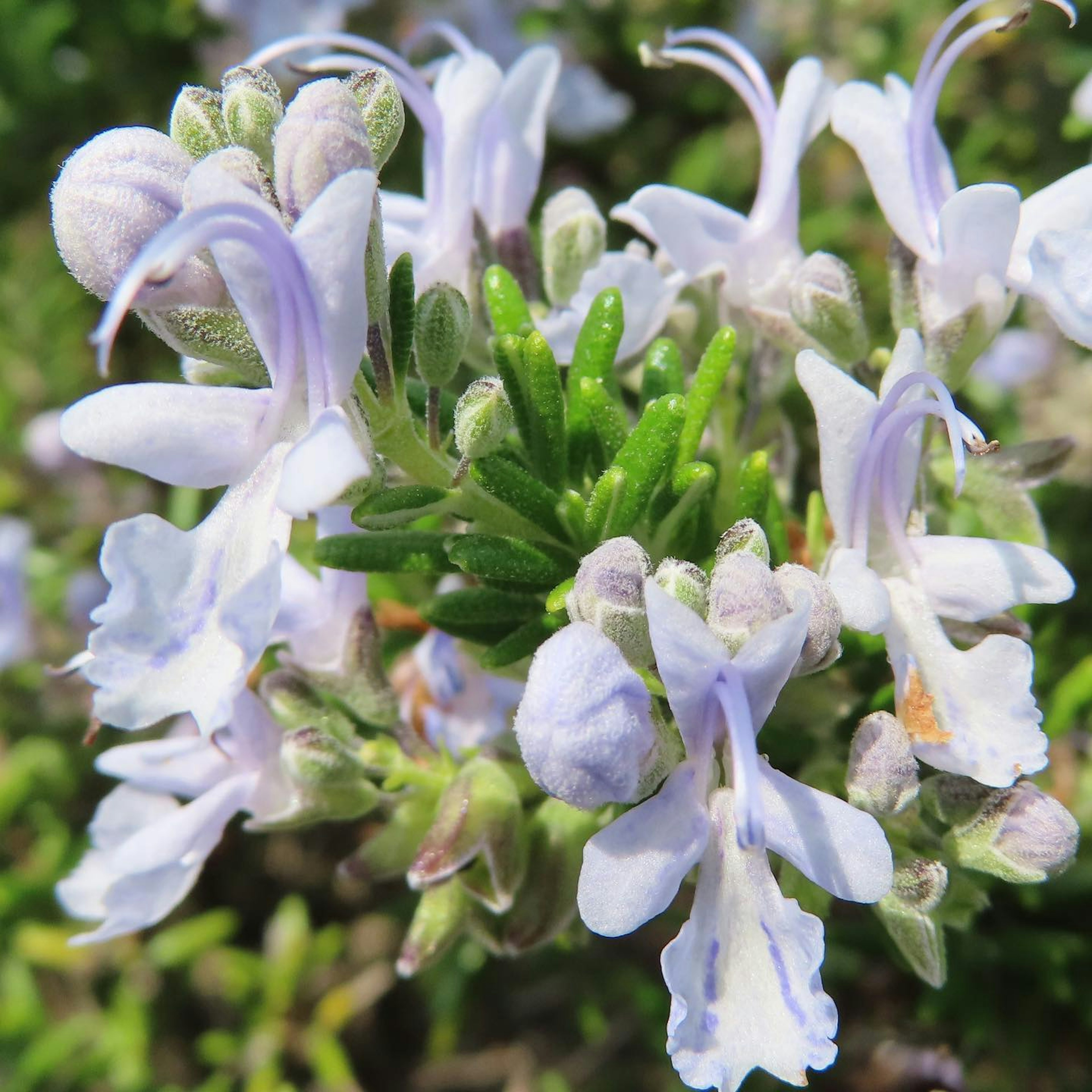 Nahaufnahme von Rosmarin mit blassen lila Blumen