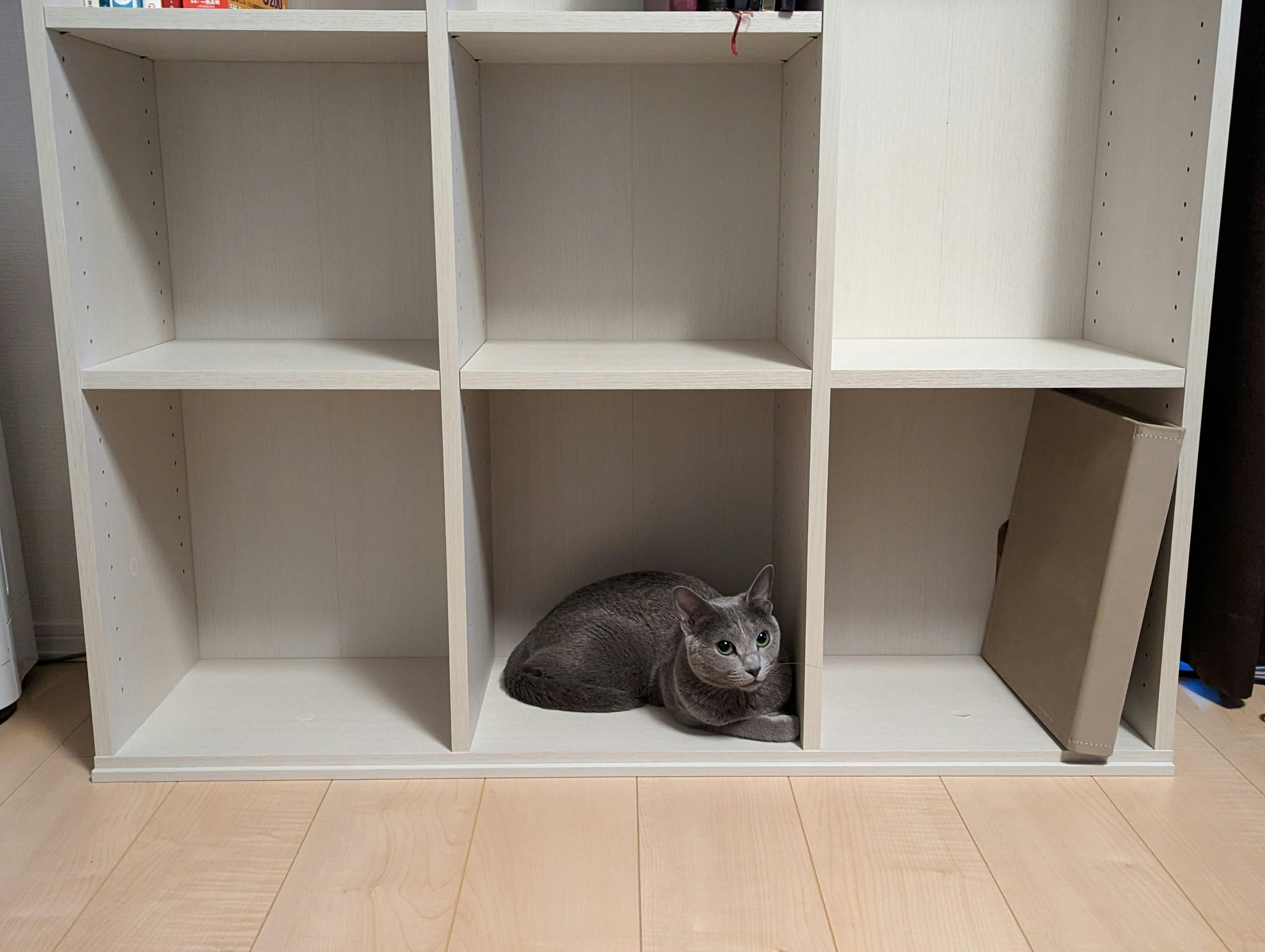 Un gatto grigio che riposa in una cubby bianca