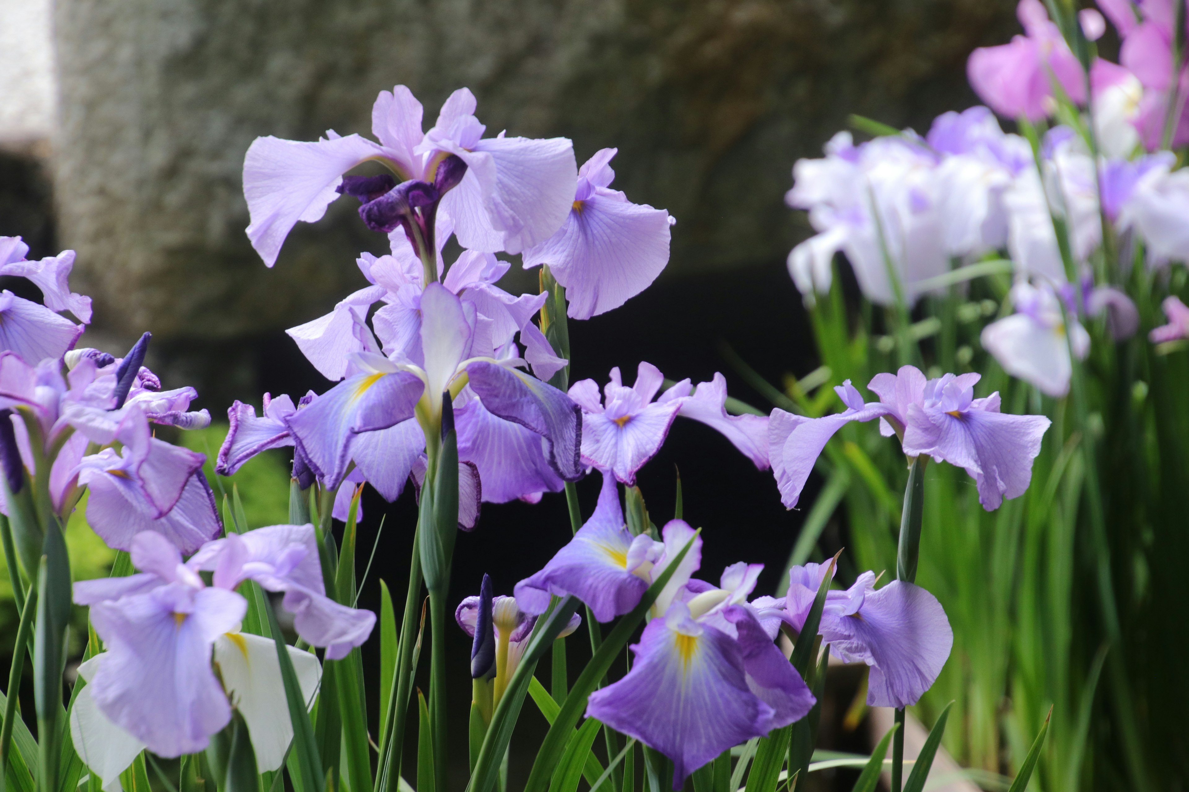 Cluster of beautiful purple iris flowers