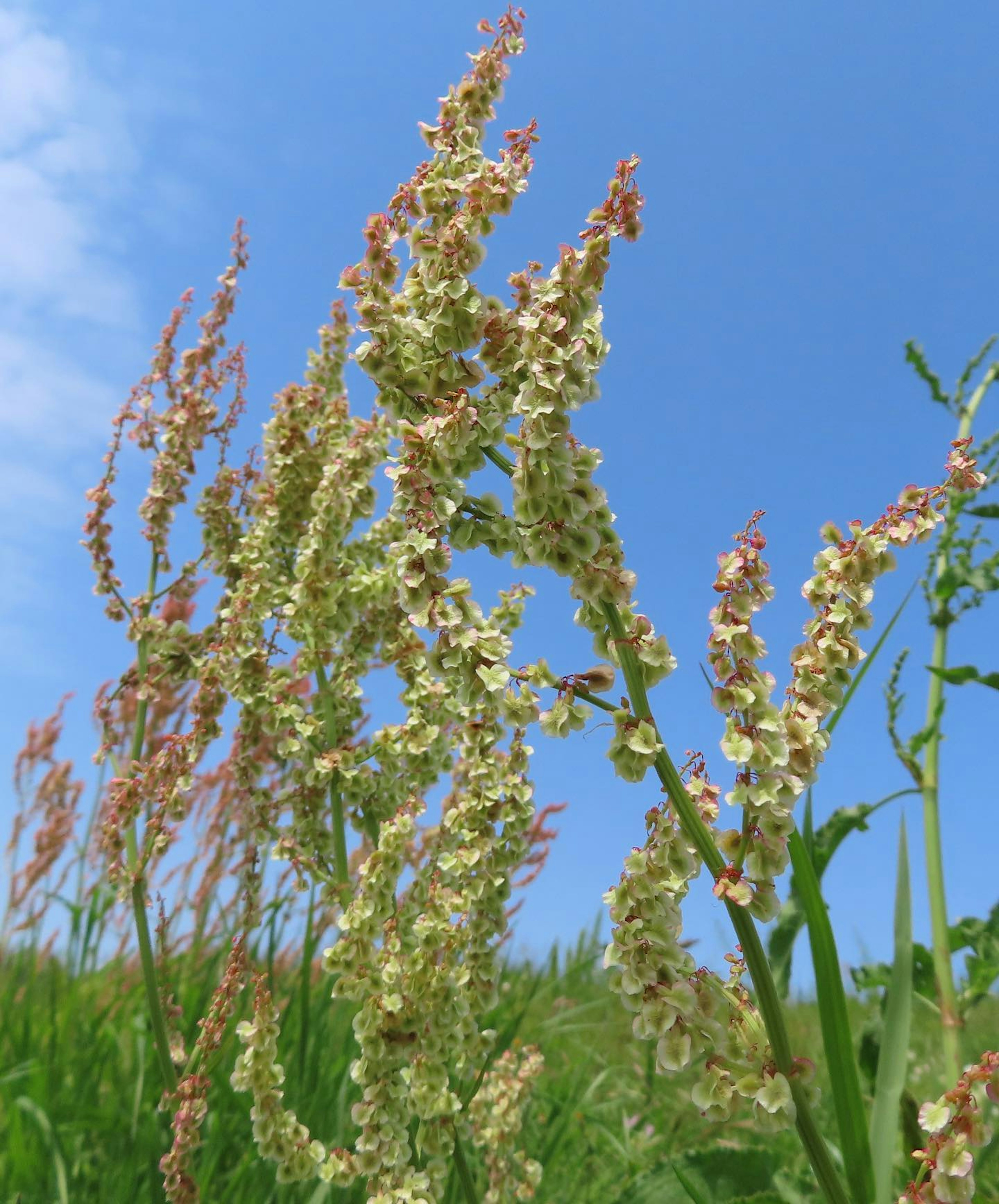 Hohe Grasblumen vor blauem Himmel