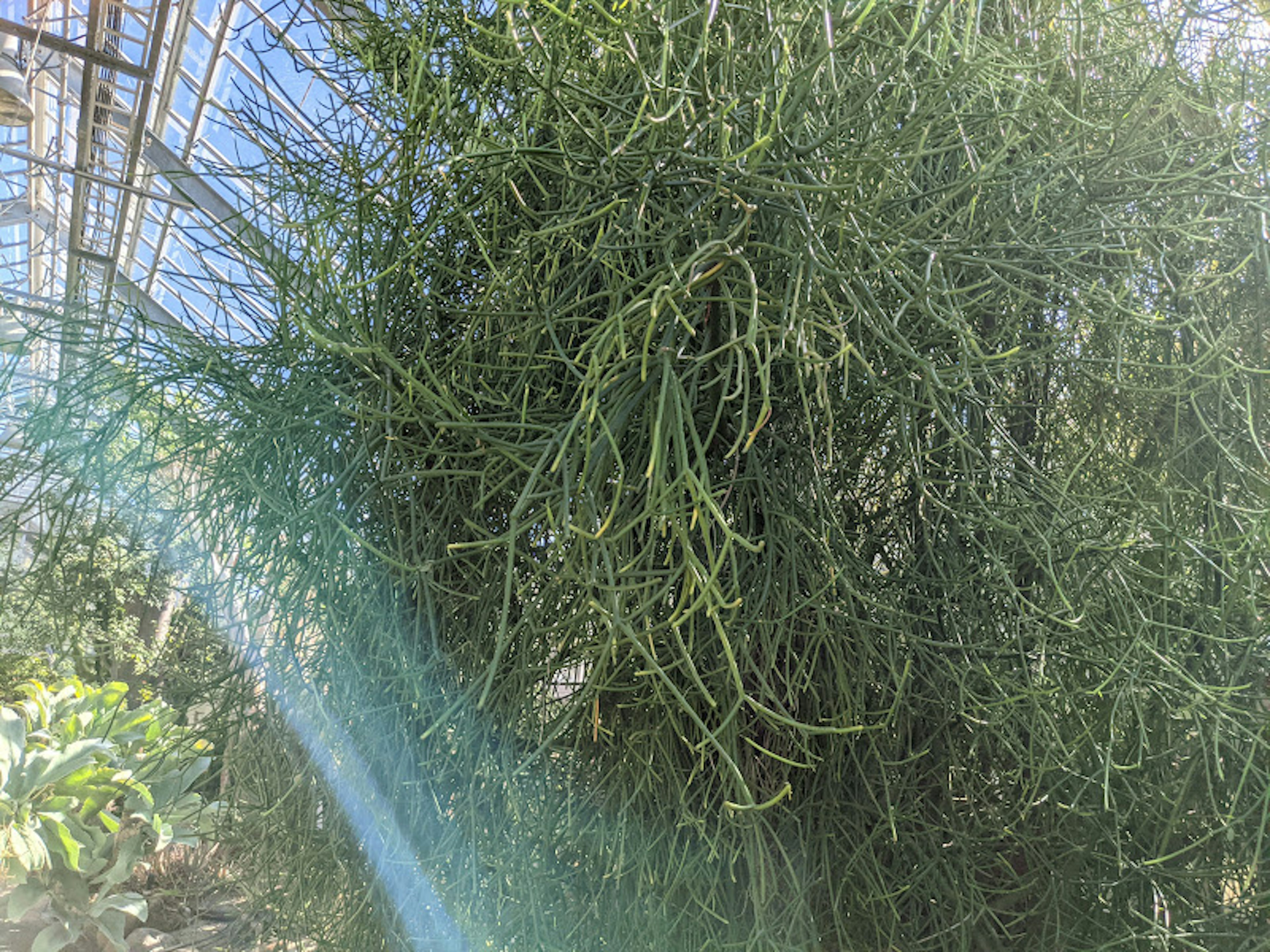 Primer plano de una planta con abundantes tallos delgados y verdes