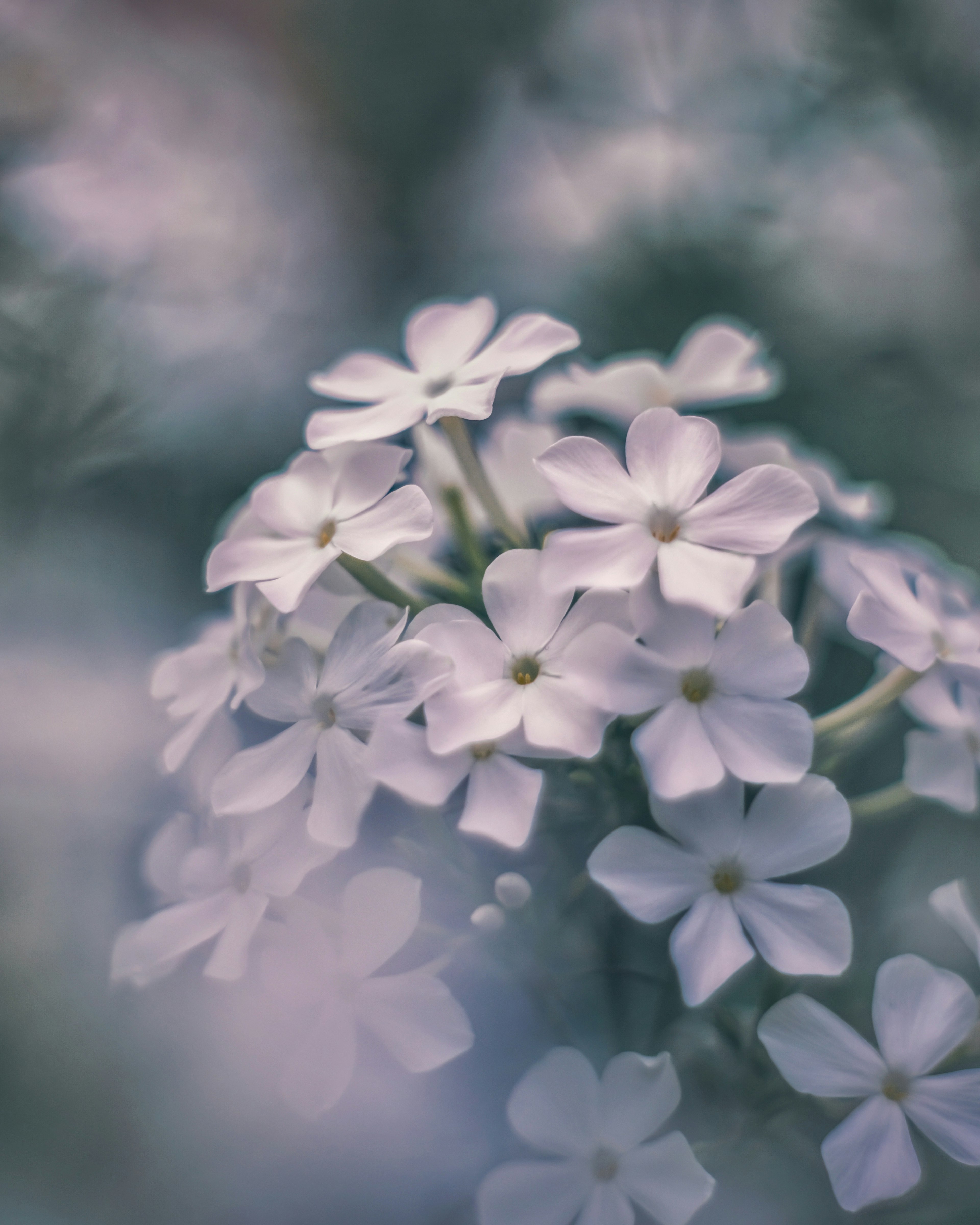 Cluster of delicate white flowers with soft colors