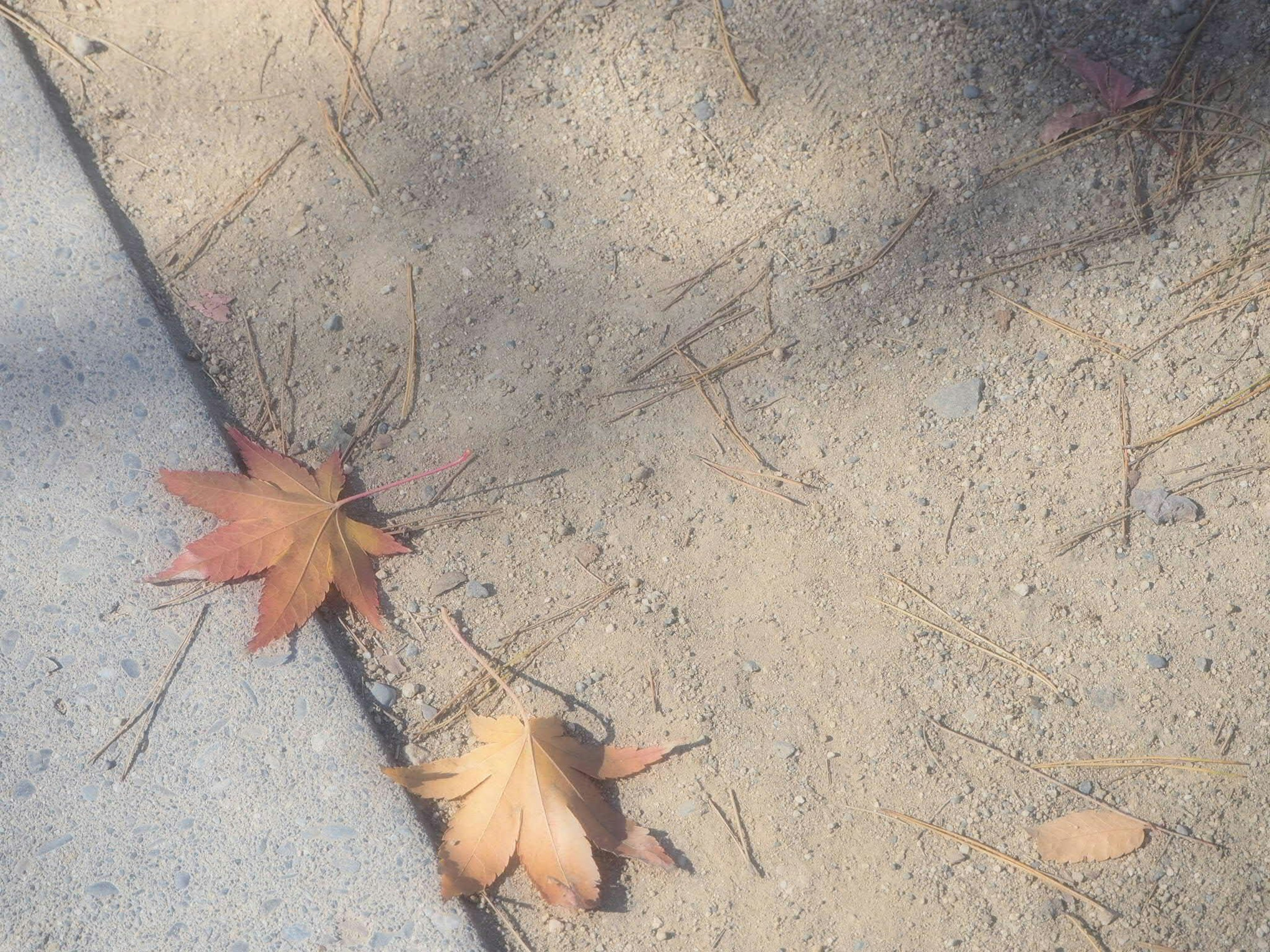 Feuilles tombées éparpillées sur un chemin de gravier