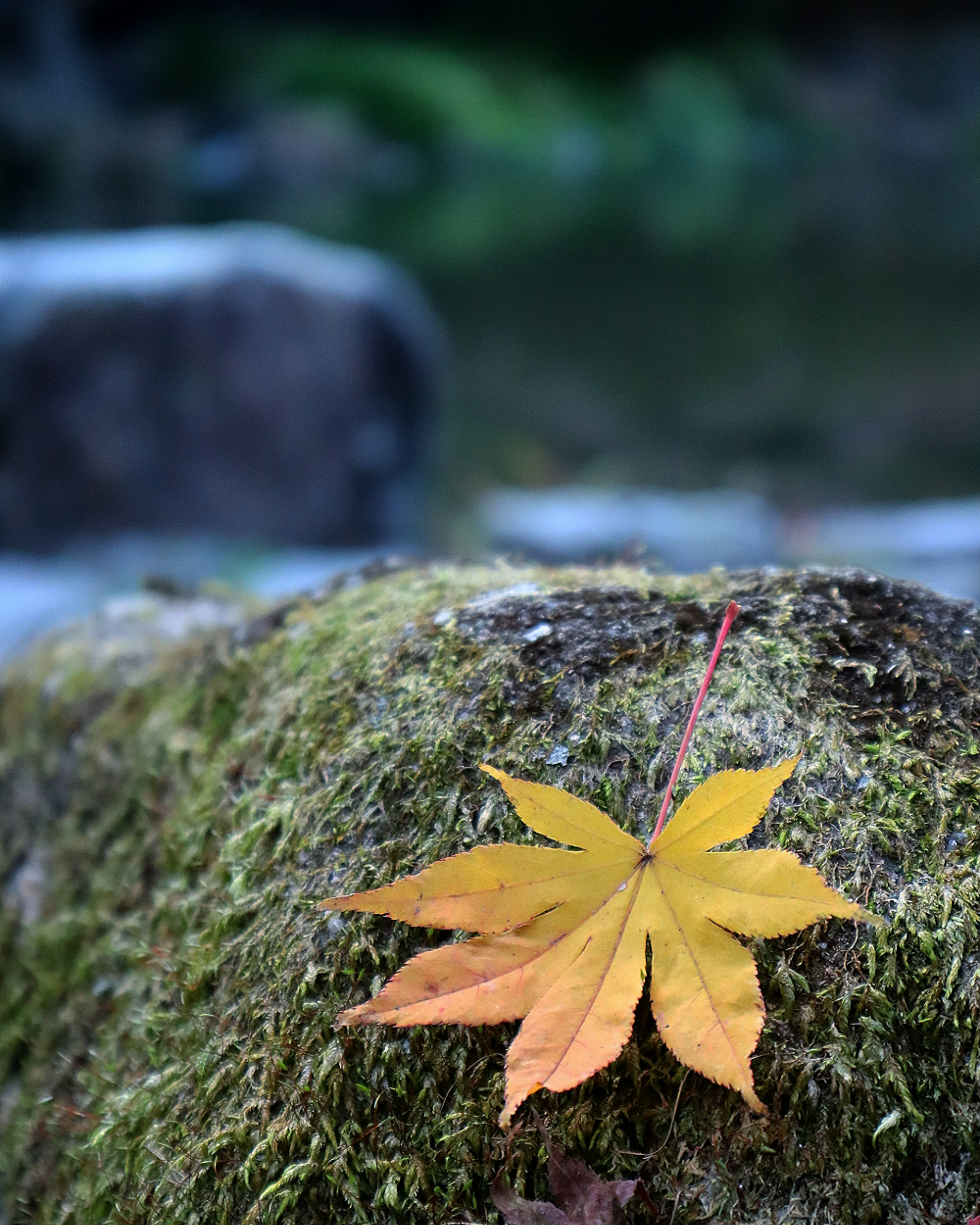 A yellow maple leaf resting on a moss-covered rock in a serene setting