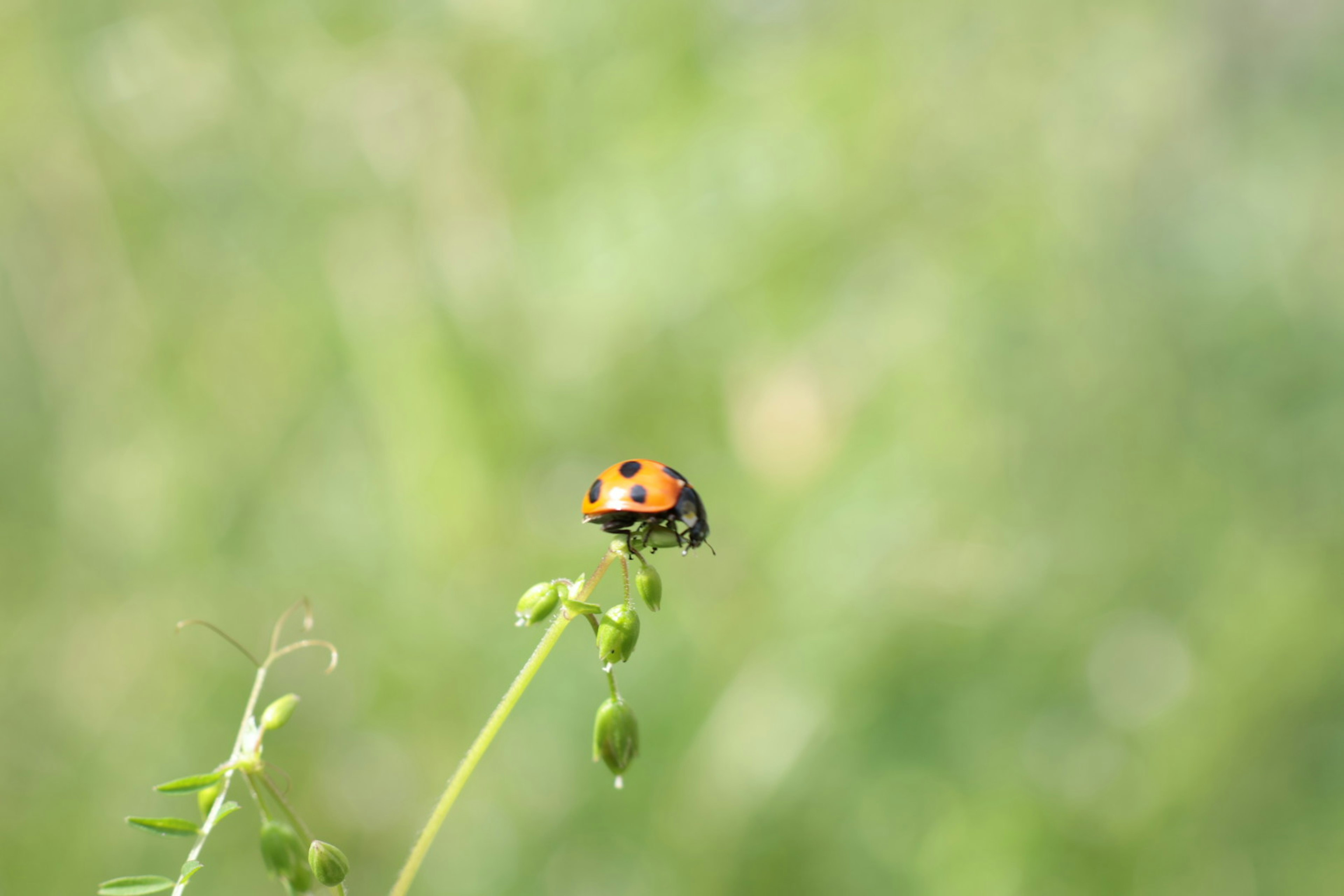 Una pequeña mariquita posada sobre una planta verde con un fondo borroso