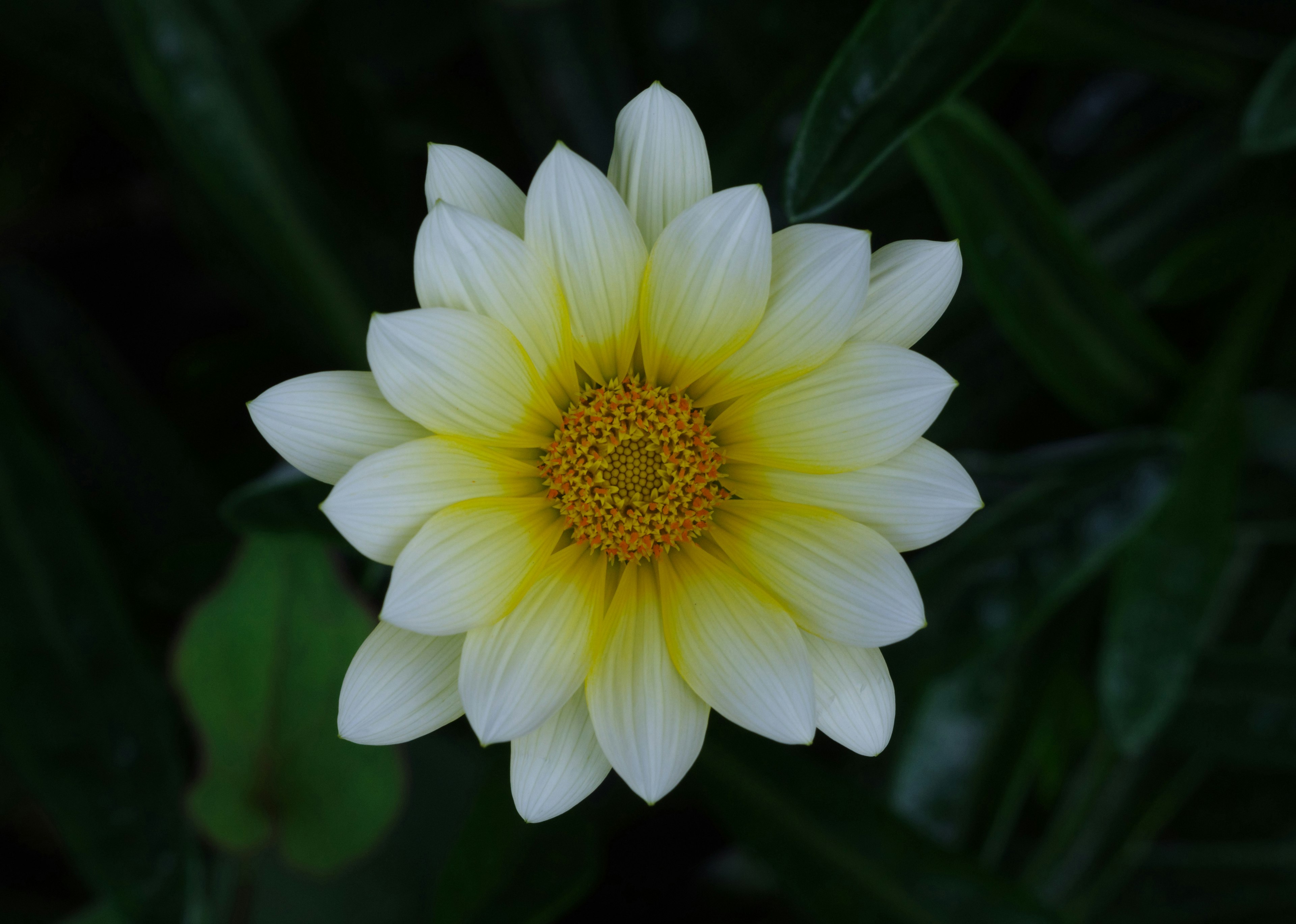 Una flor blanca y amarilla rodeada de hojas verdes