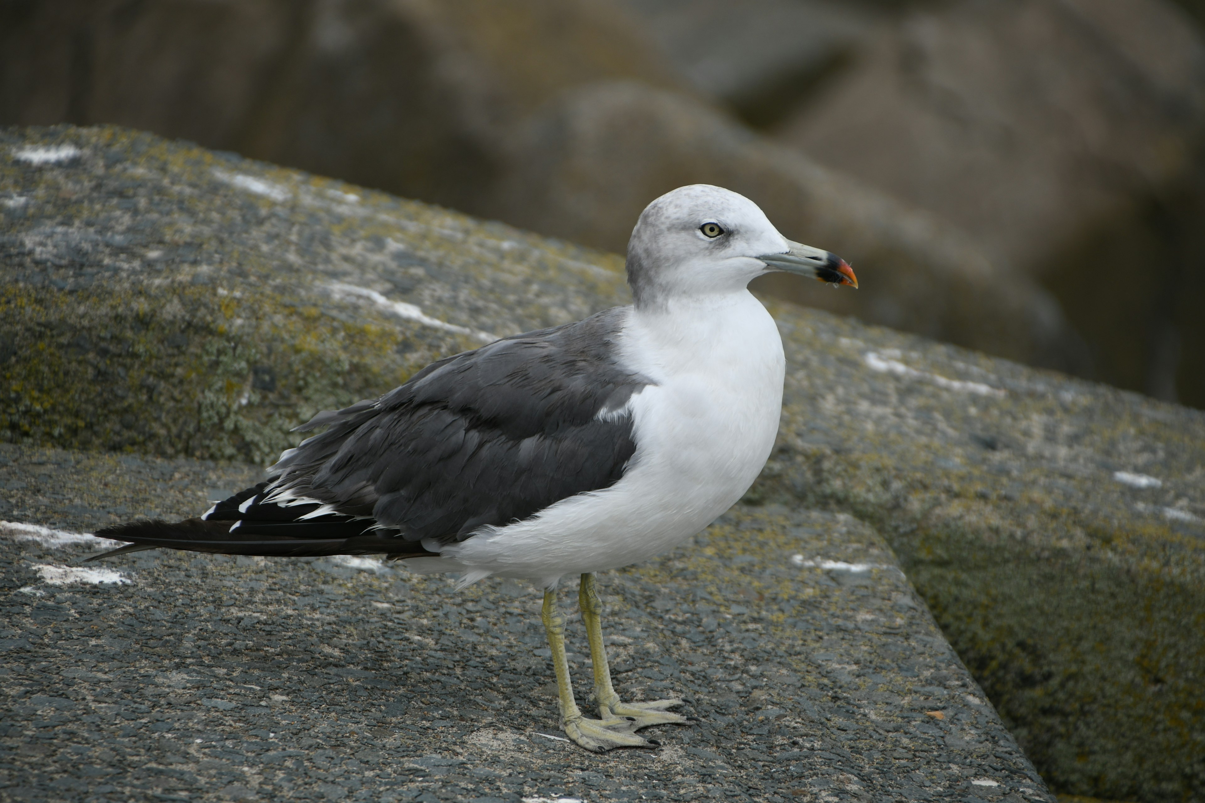 Grauer und weißer Möwe steht auf einem Felsen