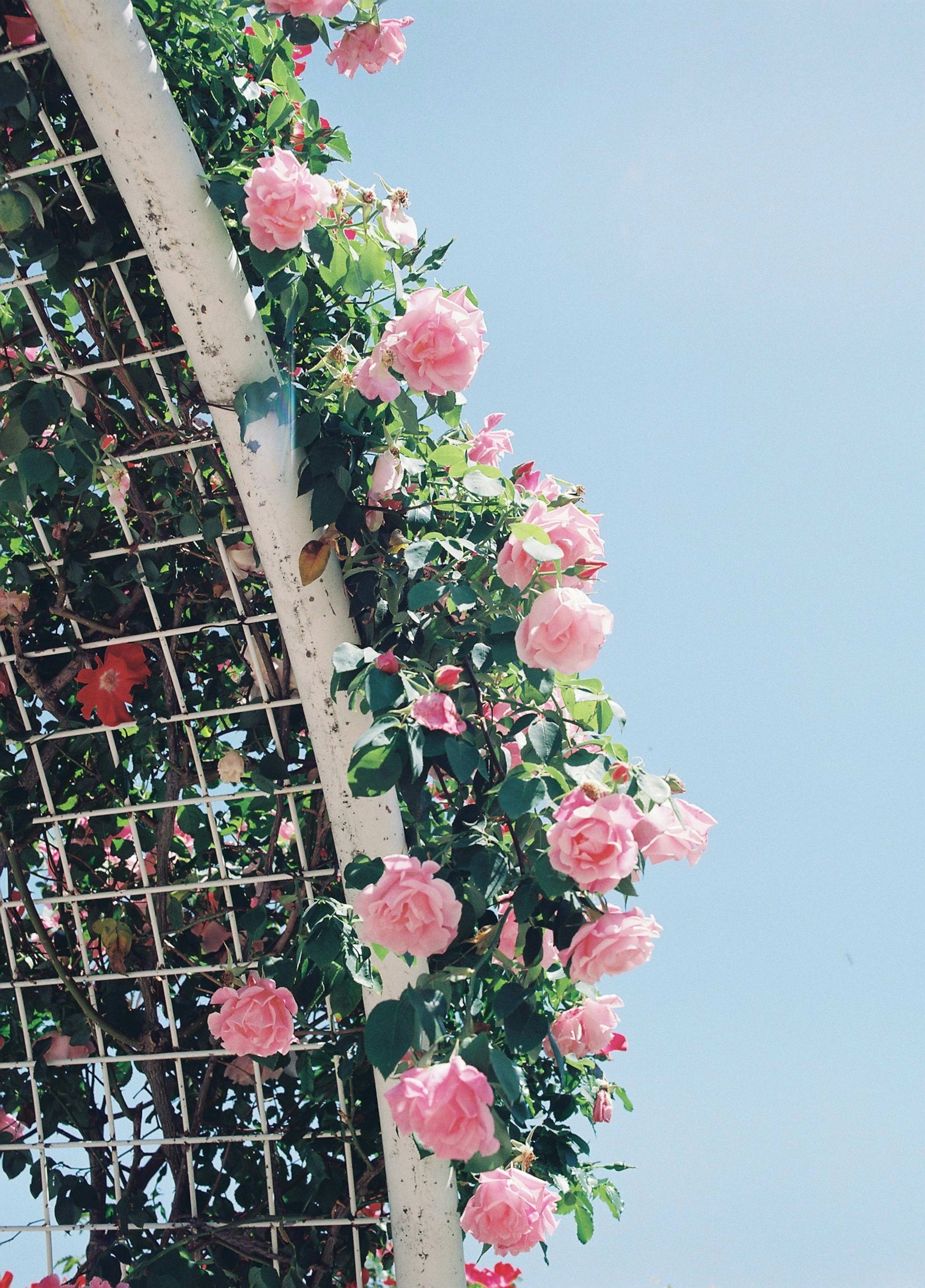 Arco decorato con rose rosa in fiore sotto un cielo blu