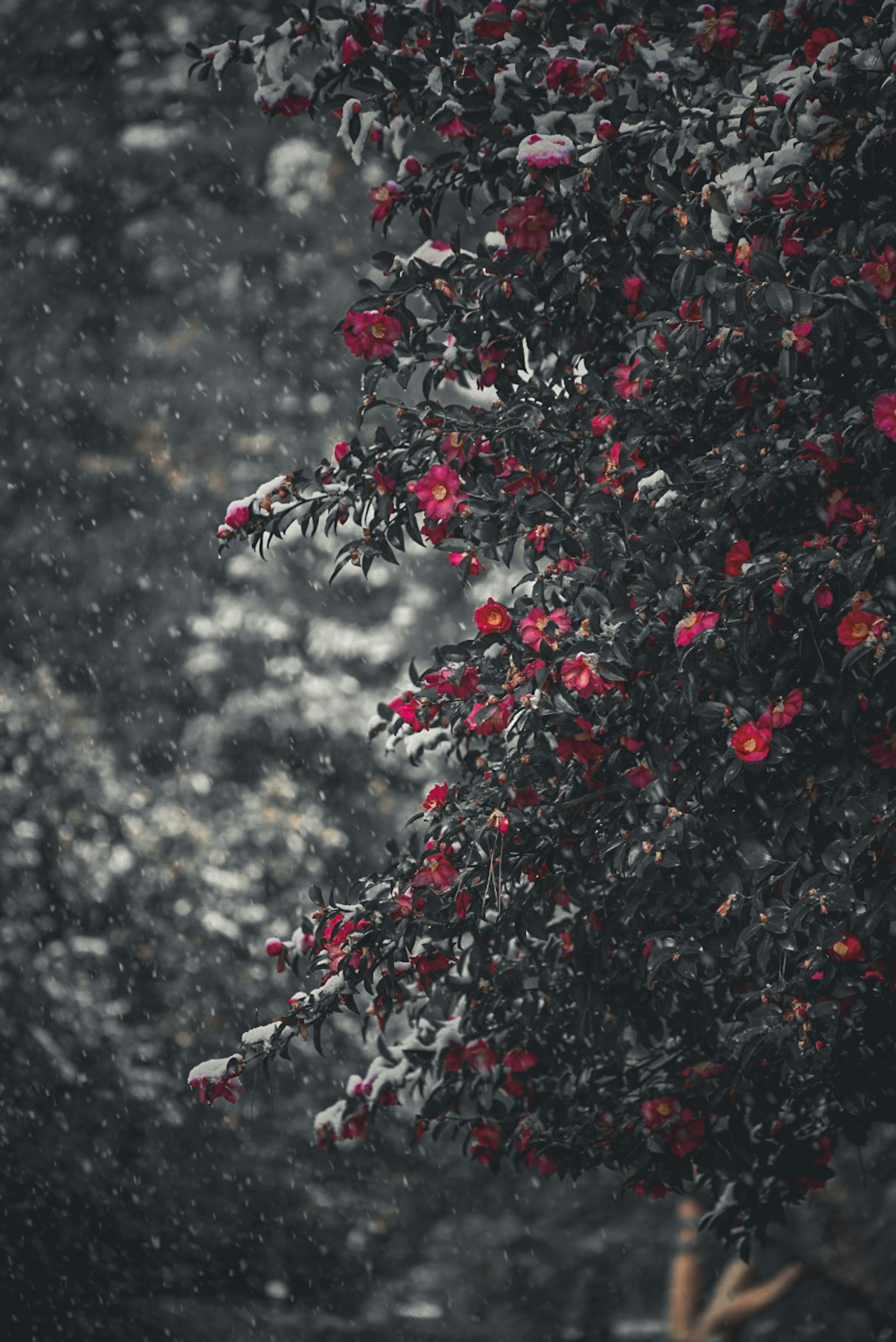 Branches d'un arbre avec des fleurs rouges sous la neige tombante