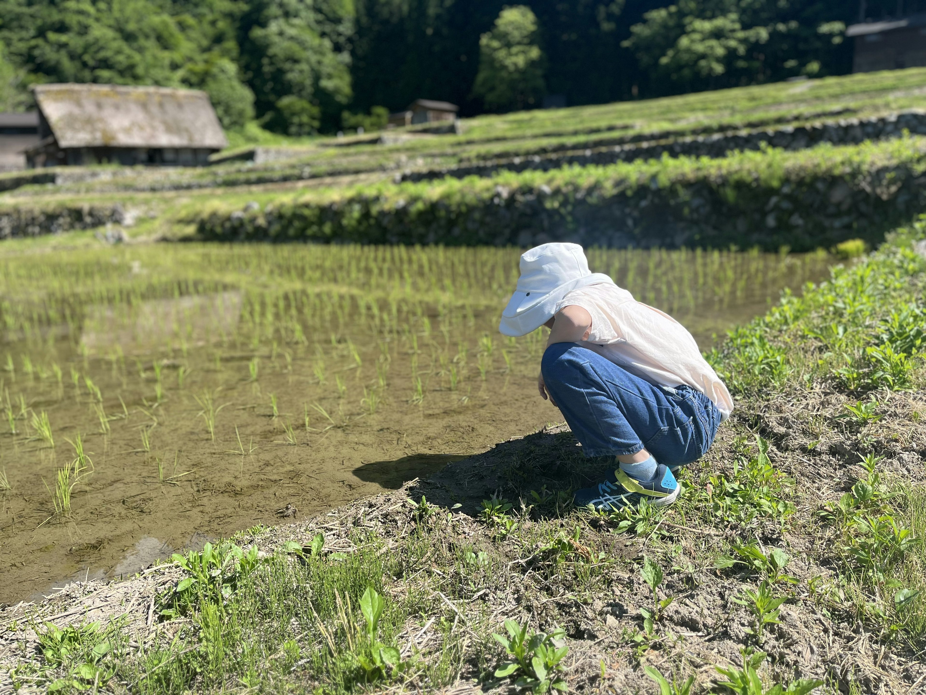 Enfant accroupi dans un champ de riz entouré de plantes de riz vertes et de nature