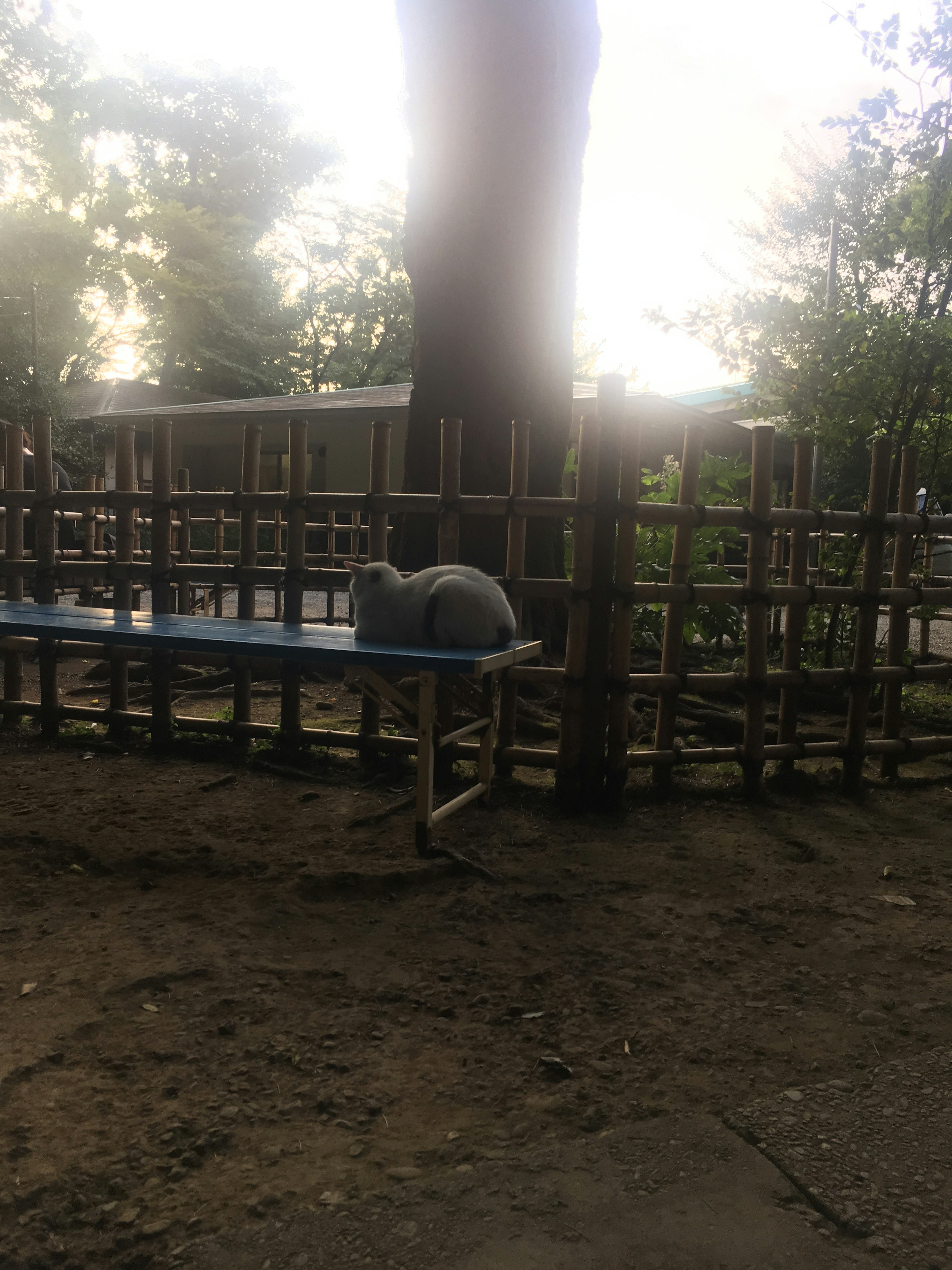 A cat sitting on a table by a tree with a bamboo fence in the background