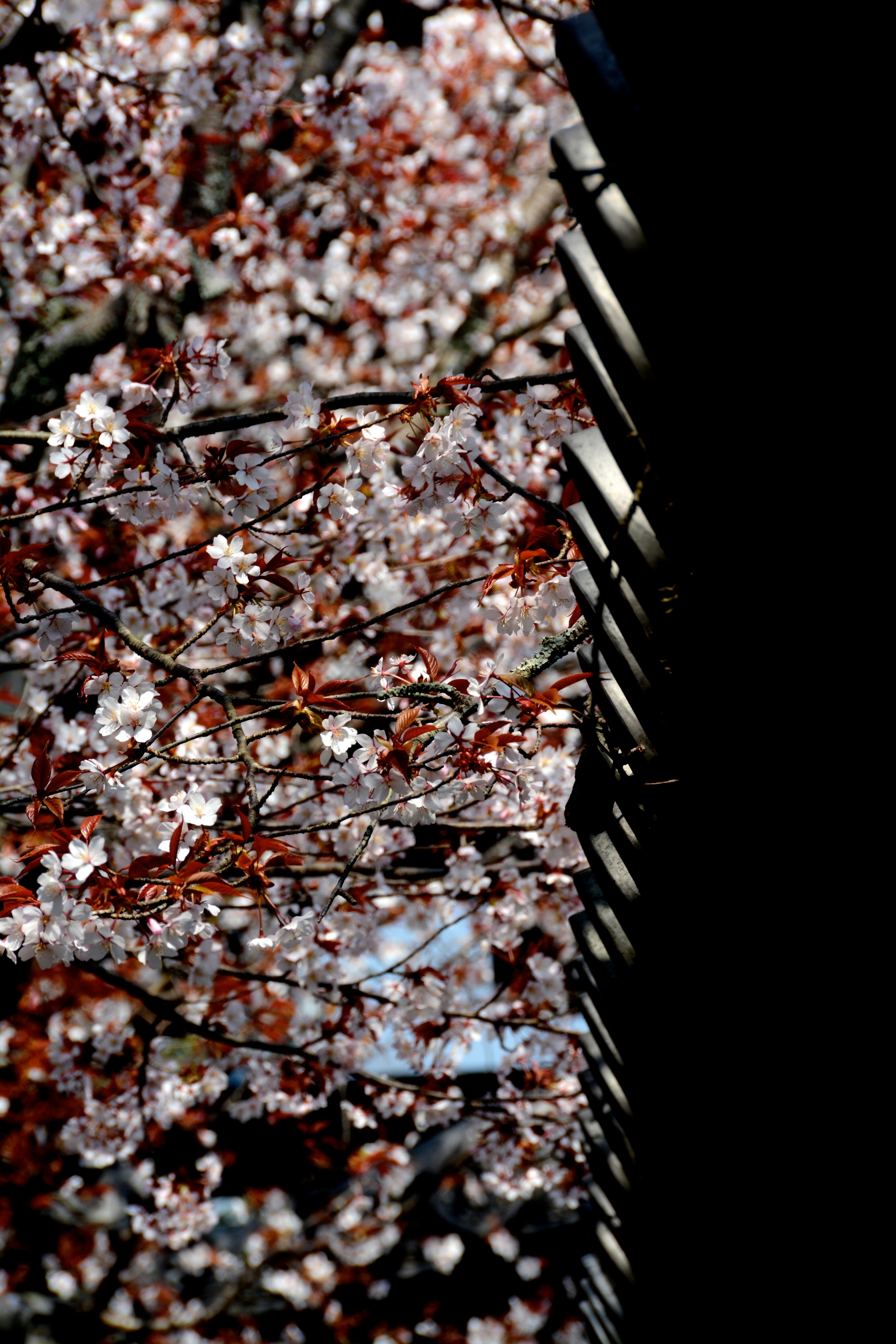 Close-up of cherry blossom branches with flowers against a black background