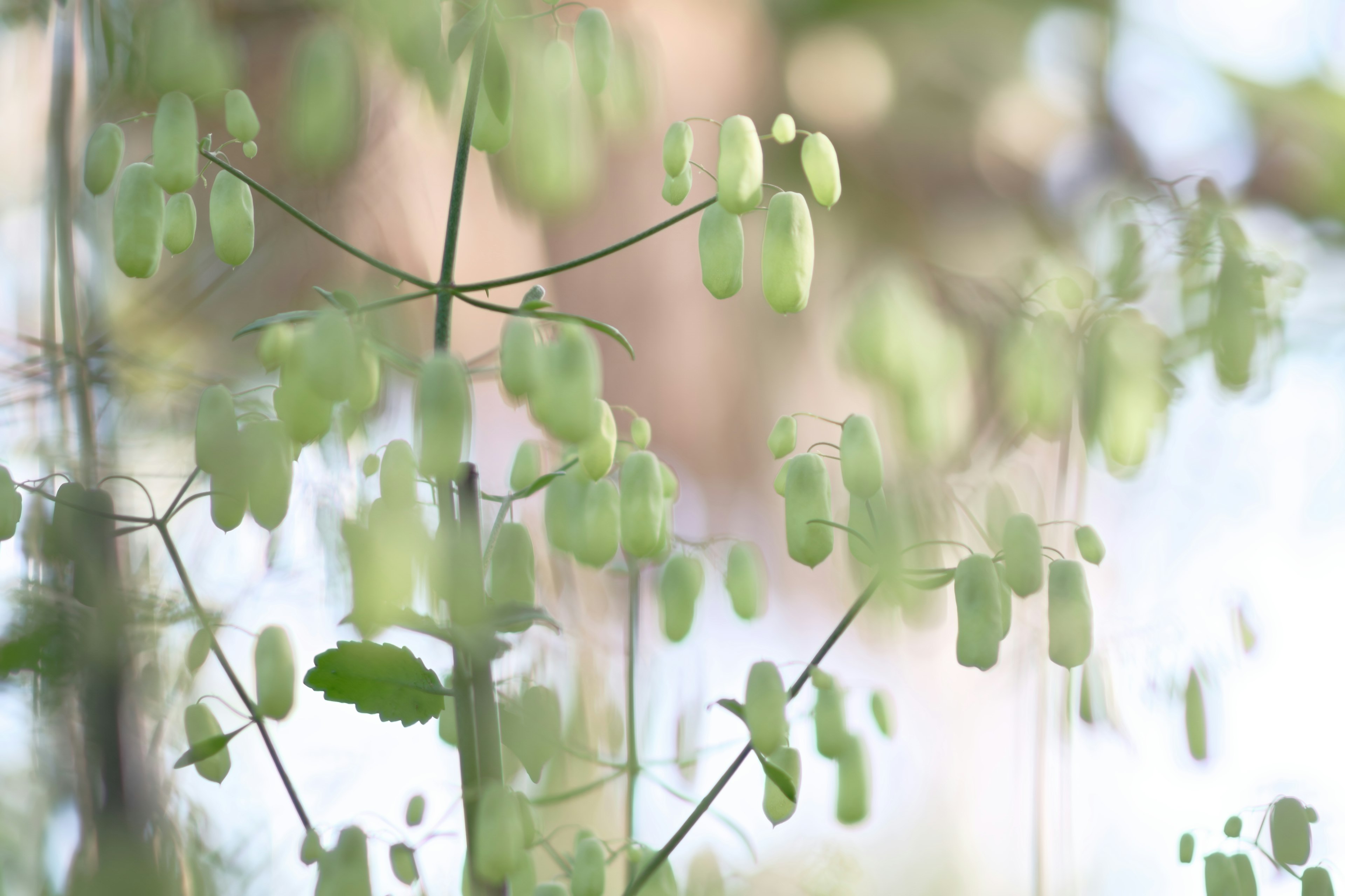 Fond flou avec des tiges de plante verte portant des gousses de graines suspendues