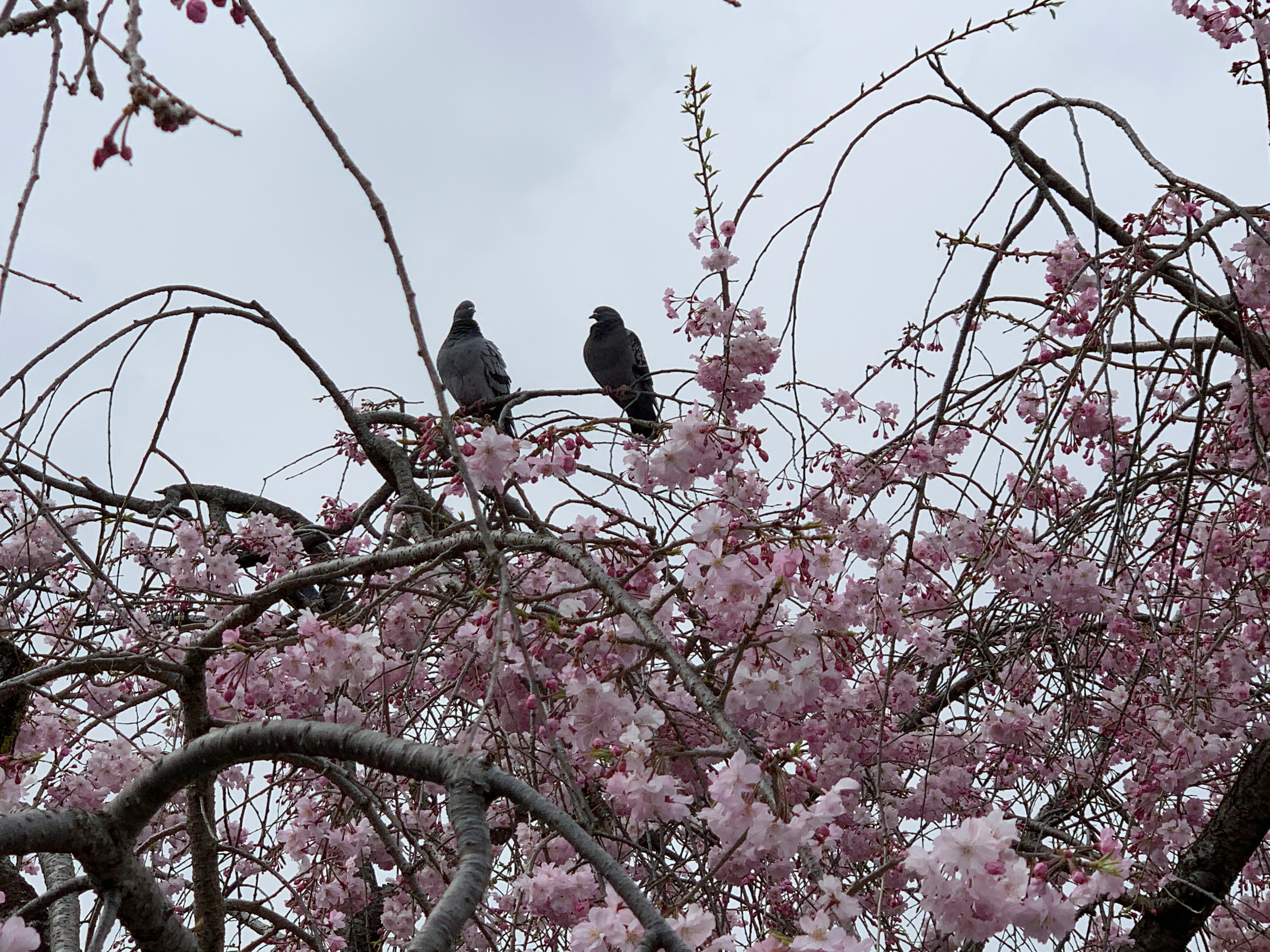 桜の木に止まる二羽の鳥と薄い雲