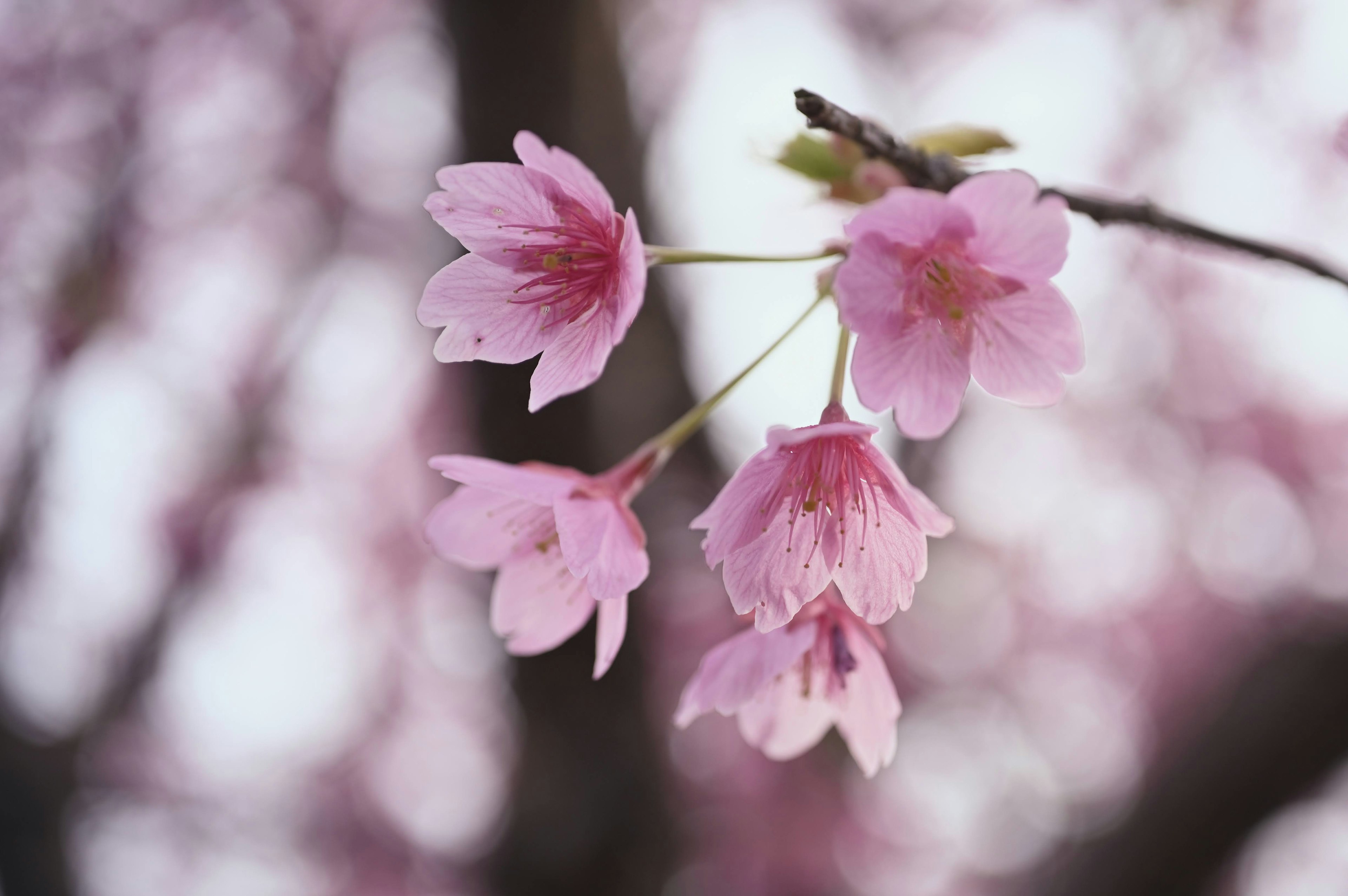 Kedekatan bunga sakura berwarna pink pucat di atas cabang