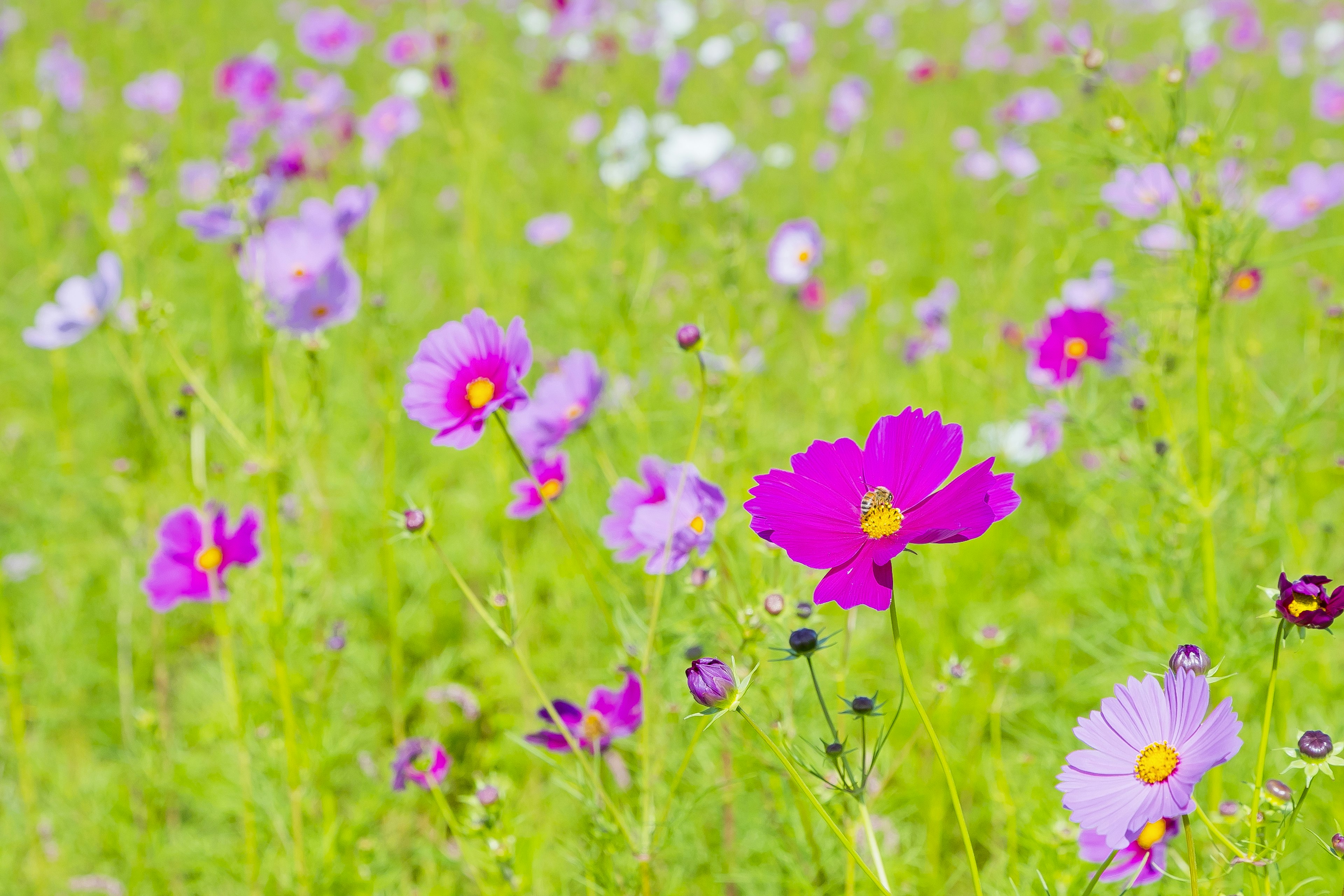 Fleurs de cosmos colorées s'épanouissant dans un champ vert