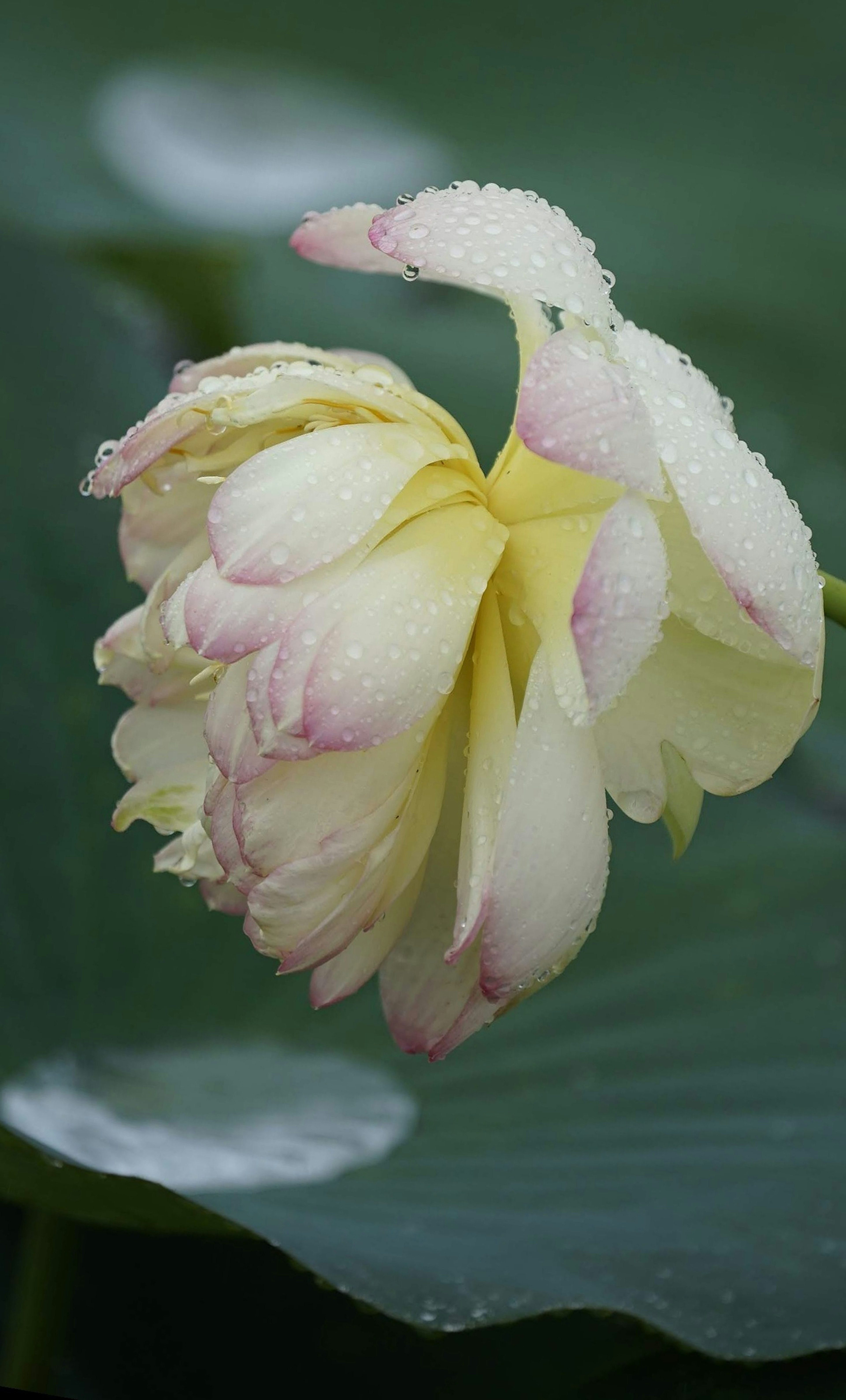 水面に浮かぶ美しい蓮の花