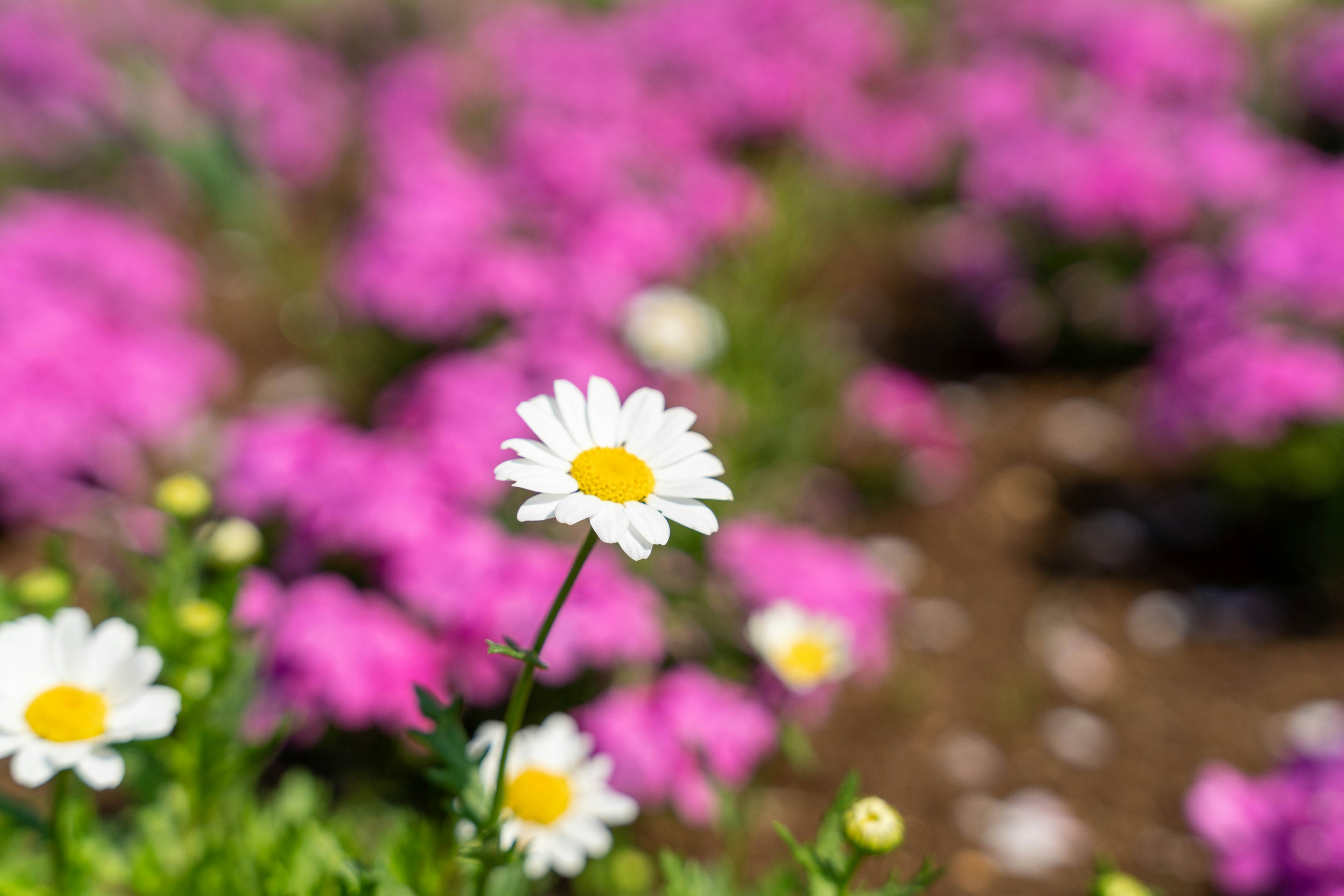 Fleur de marguerite blanche devant des plantes fleuries roses