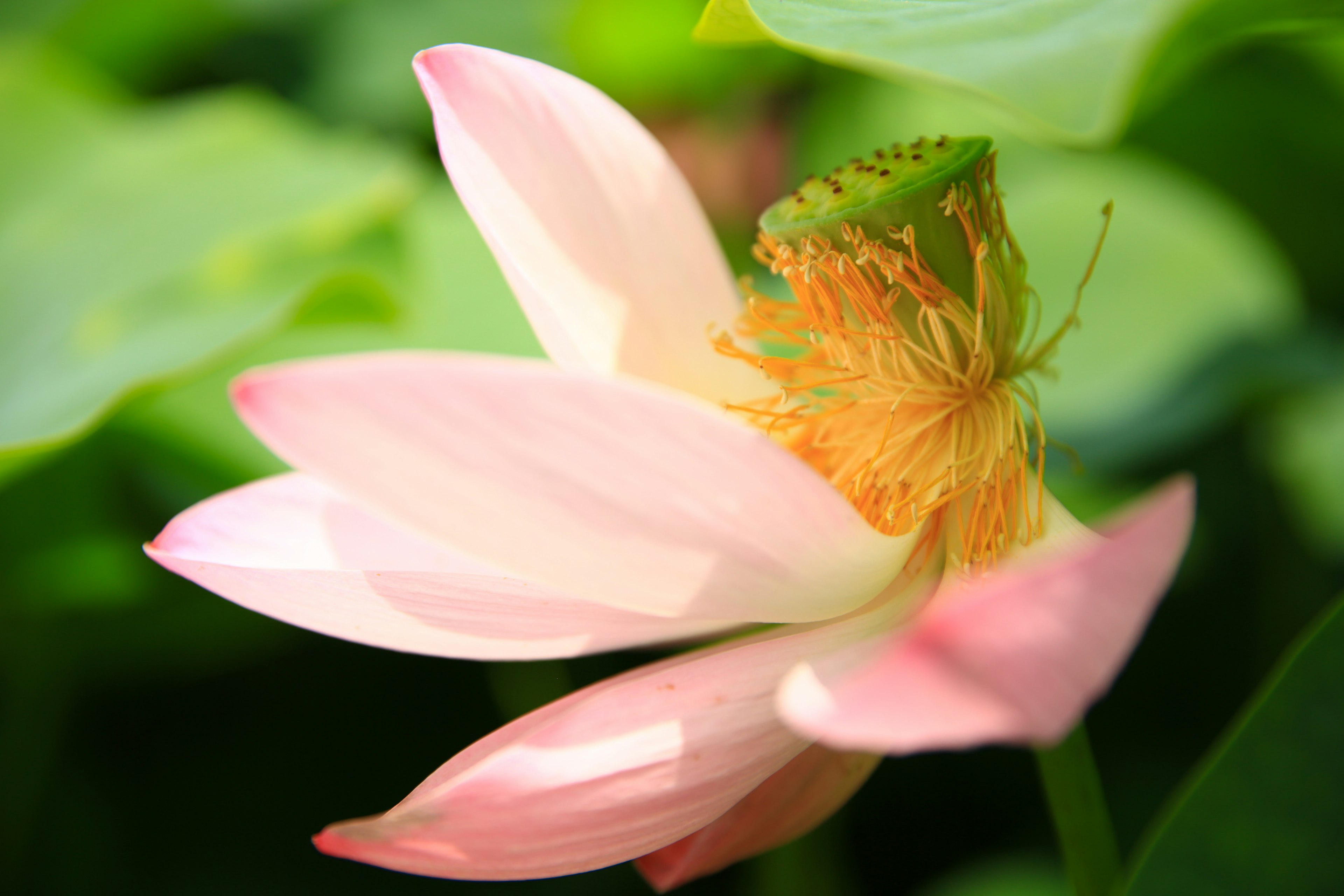 Bunga teratai pink yang indah dengan daun hijau