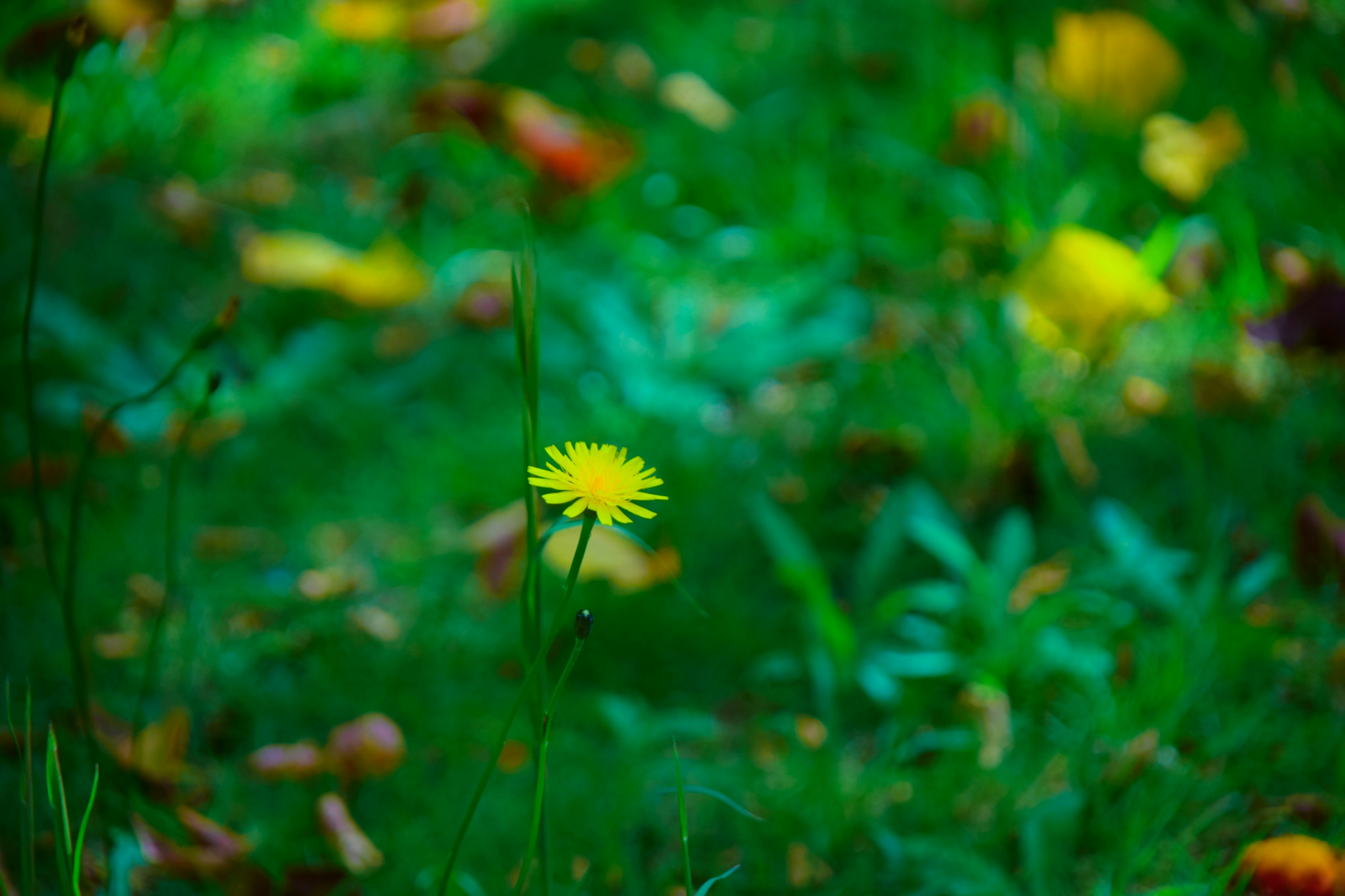 Un fiore di tarassaco giallo brillante spicca su uno sfondo verde