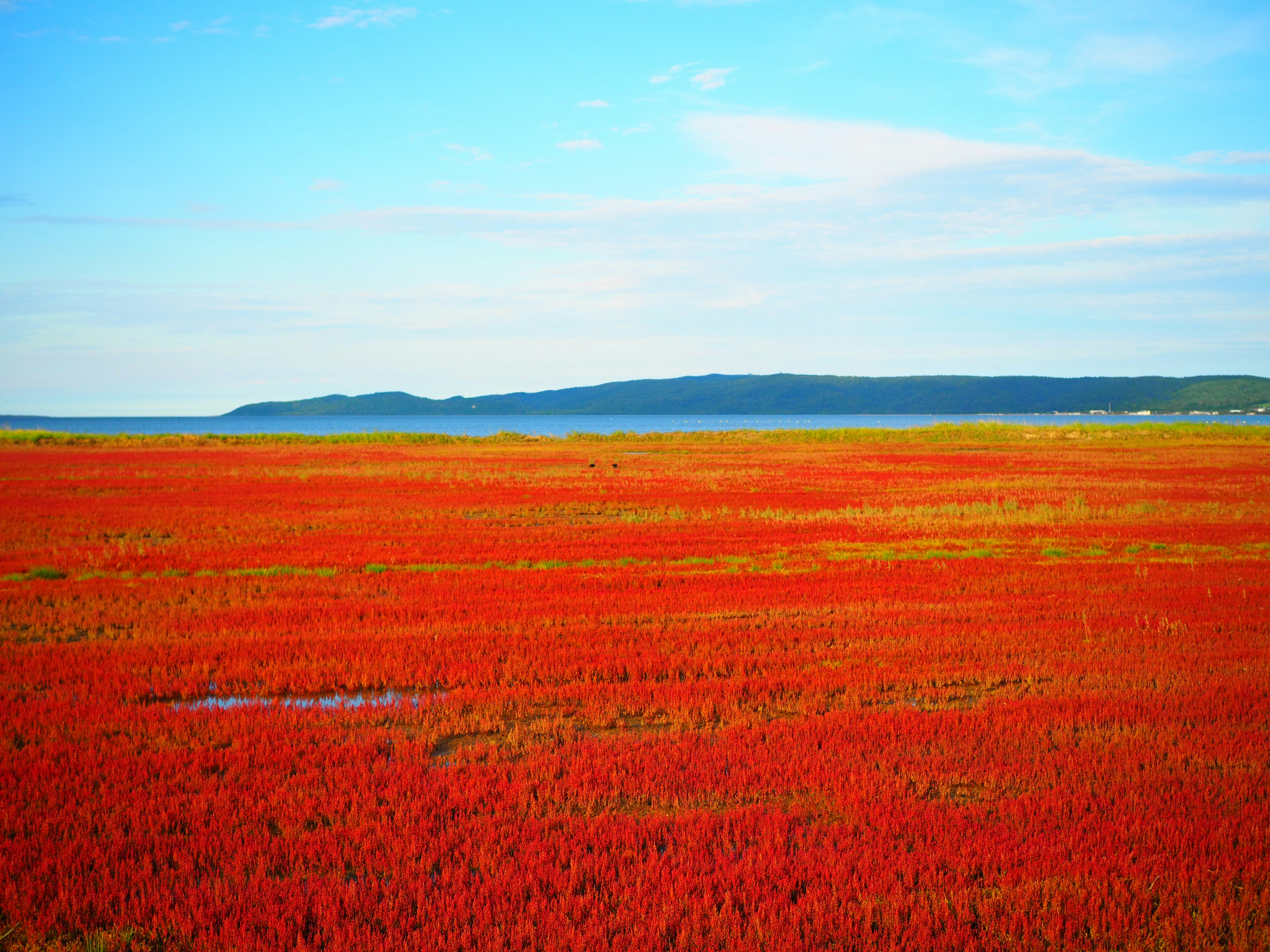 Lebendiges rotes Feld unter einem klaren blauen Himmel