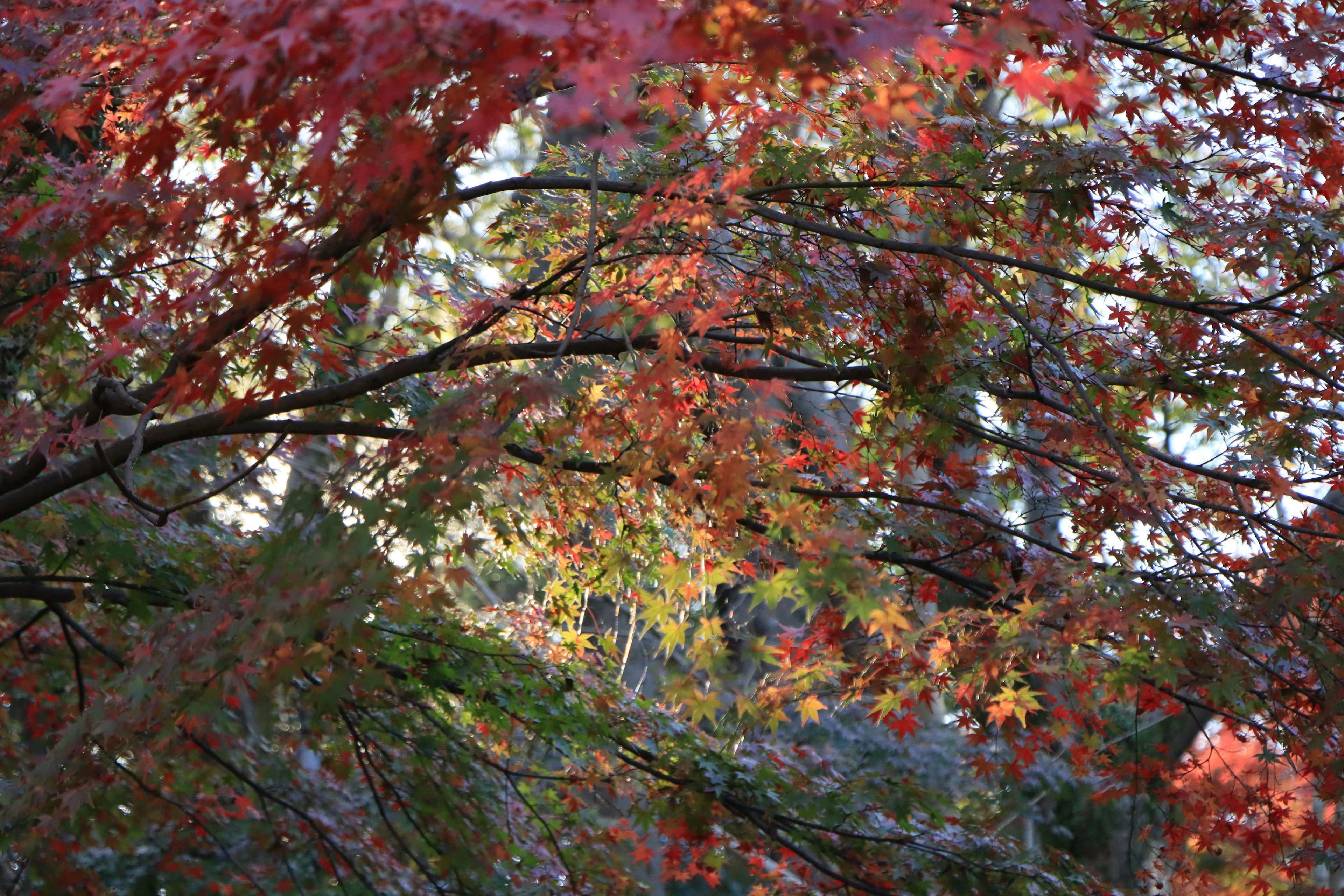 Feuilles d'automne colorées couvrant densément les arbres avec de la lumière filtrant