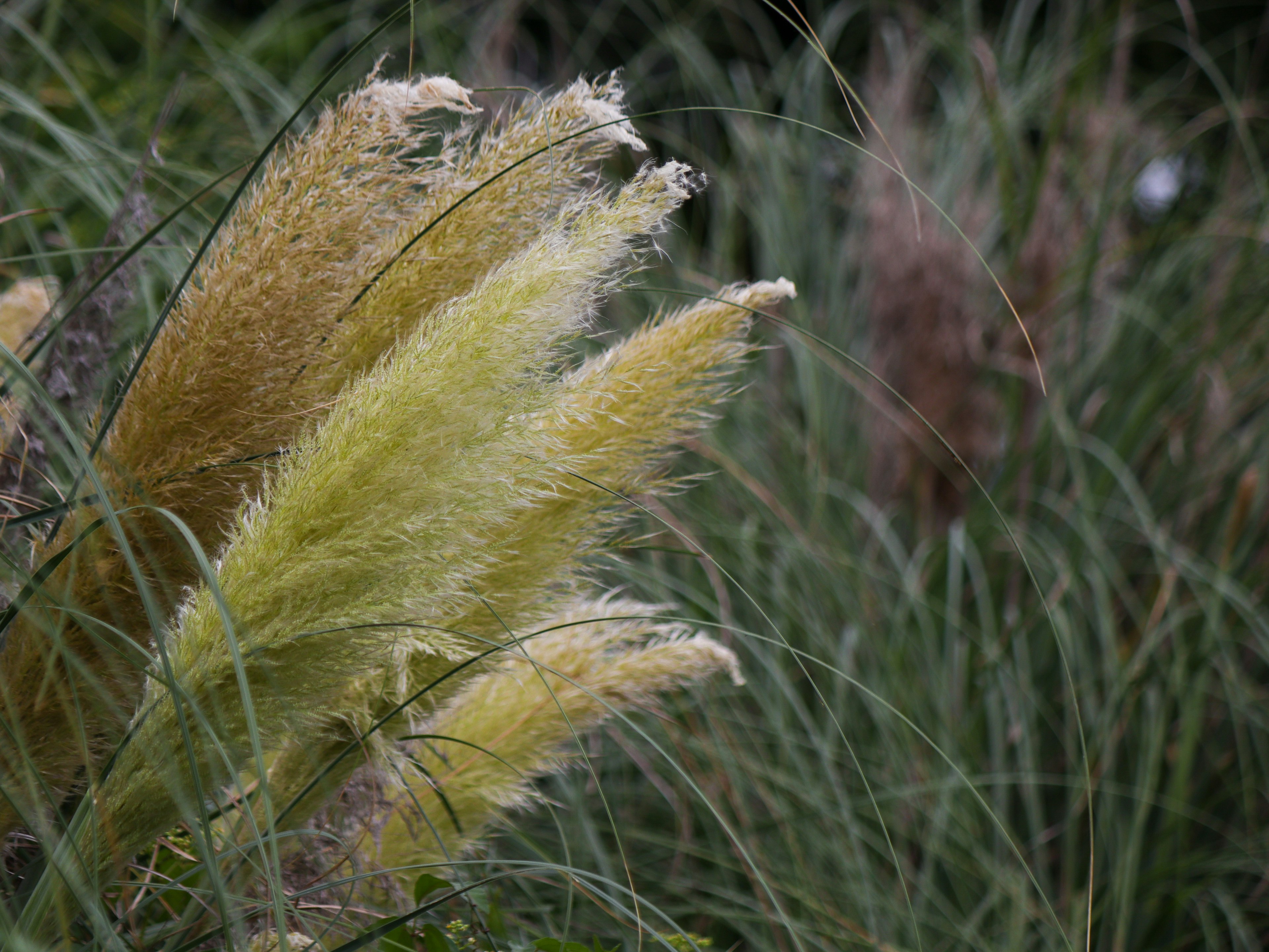 Bulu rumput pampas kuning-hijau bergoyang di angin